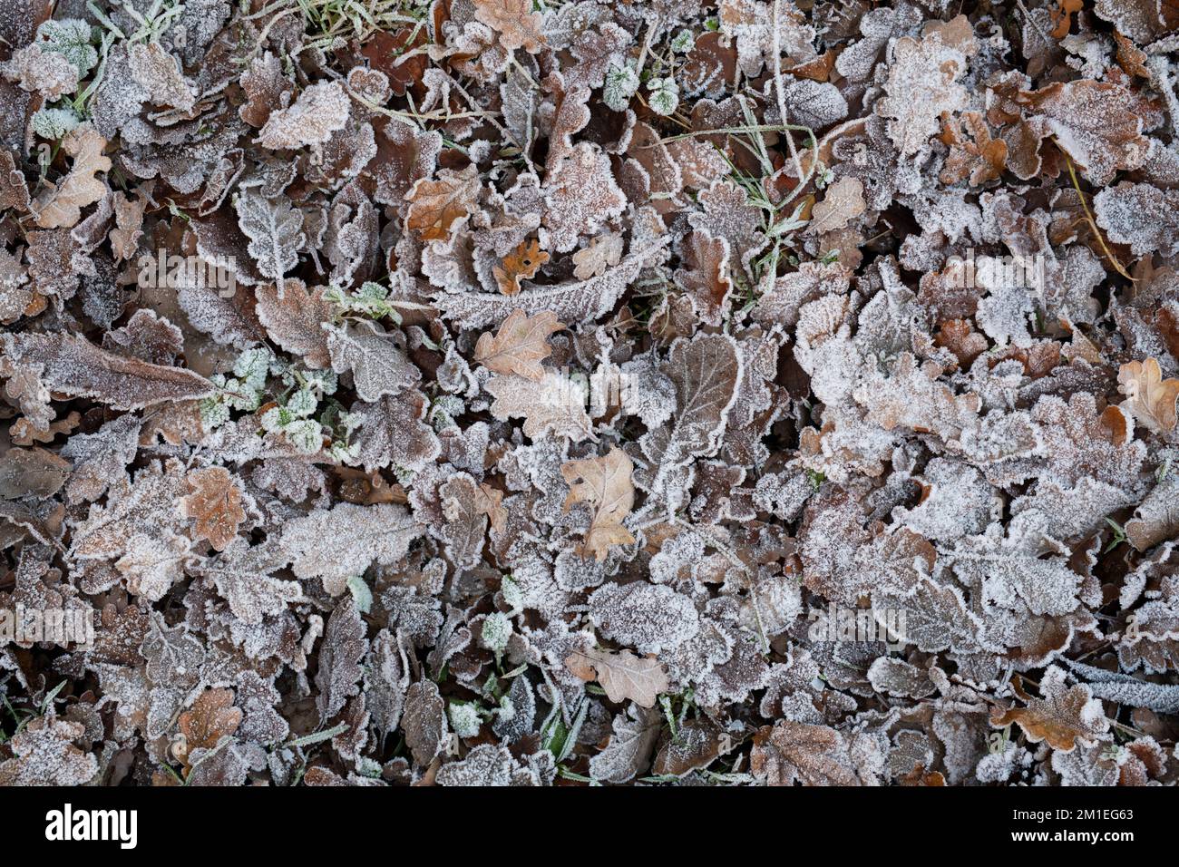 Frosty oak and sweet chesnut leaves on a woodland floor in winter. UK Stock Photo