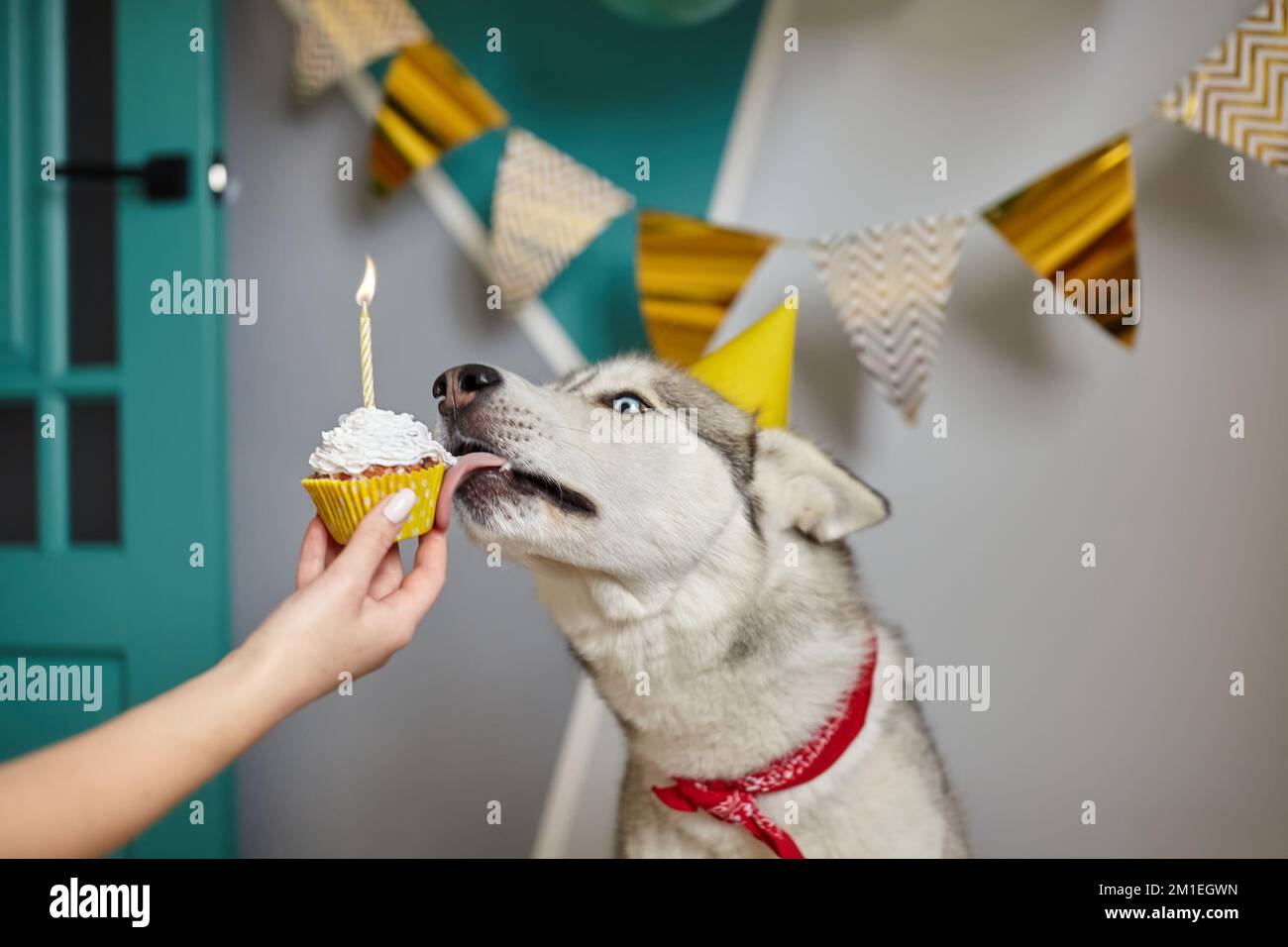 Dog pet birthday, hand holds a birthday cupcake with a candle, the dog licks the cream Stock