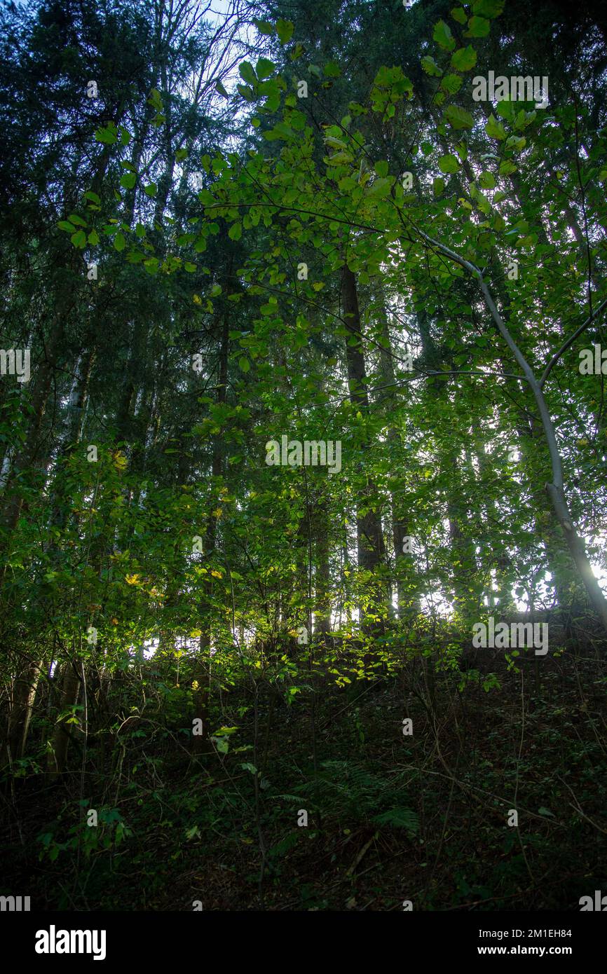 Dense woodland background hi-res stock photography and images - Alamy