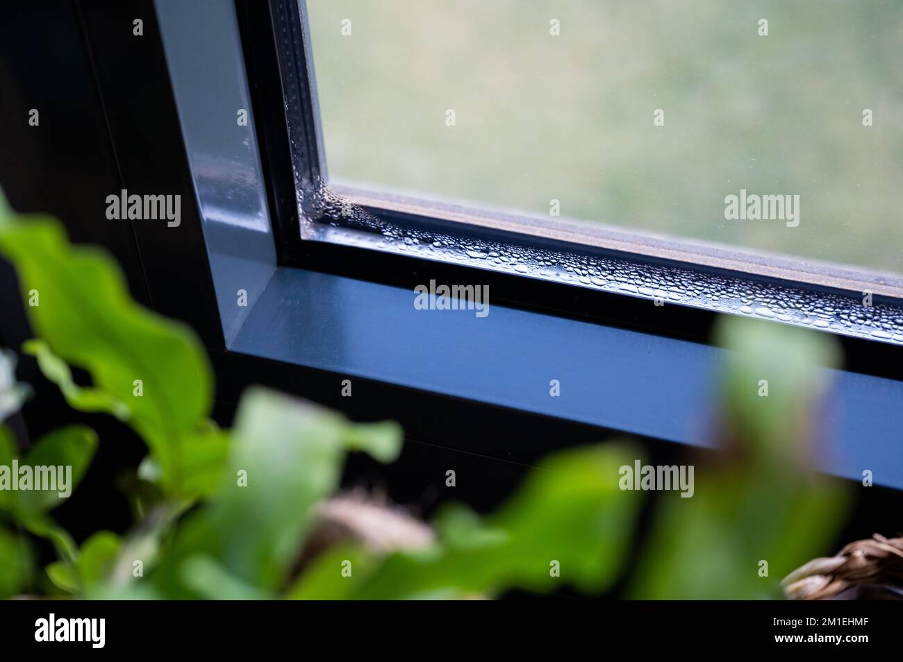 Condensation water on a window in winter. Moisture and humidity can lead to mold damage. Stock Photo