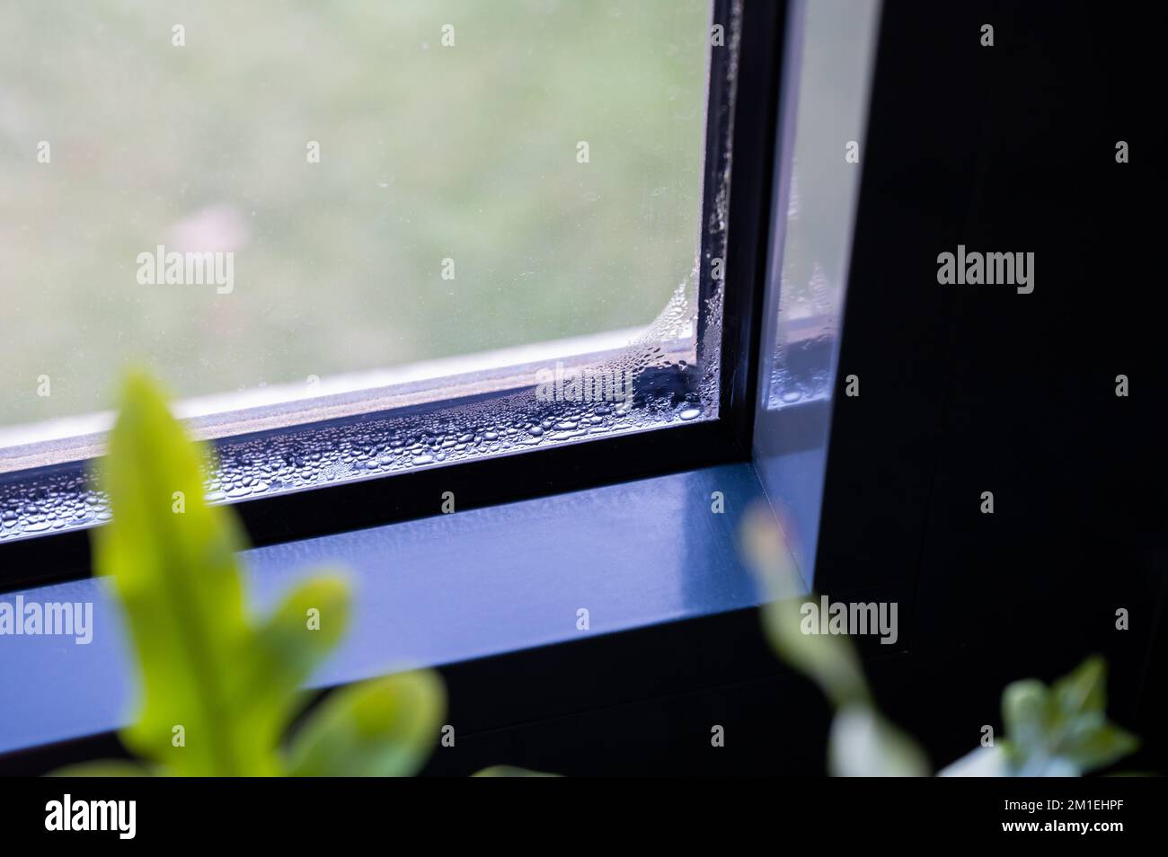 Condensation water on a window in winter. Moisture and humidity can lead to mold damage Stock