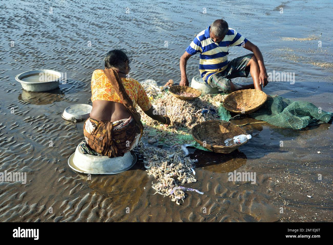 Fishermen couple sorting fish, Surwada beach, Valsad, Gujarat, India, Asia. Stock Photo