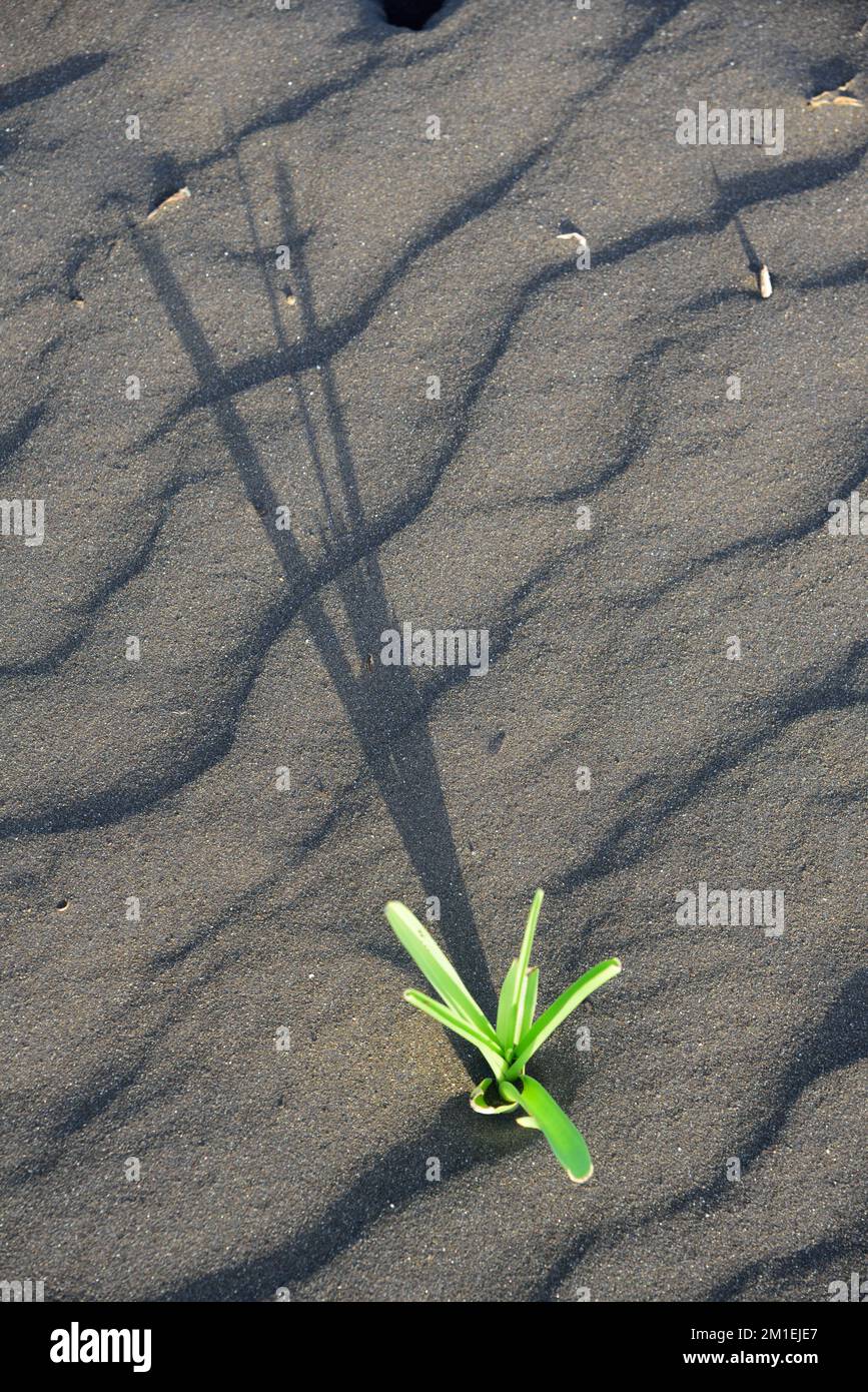 Green plant on beach sand, Surwada beach, Valsad, Gujarat, India, Asia Stock Photo