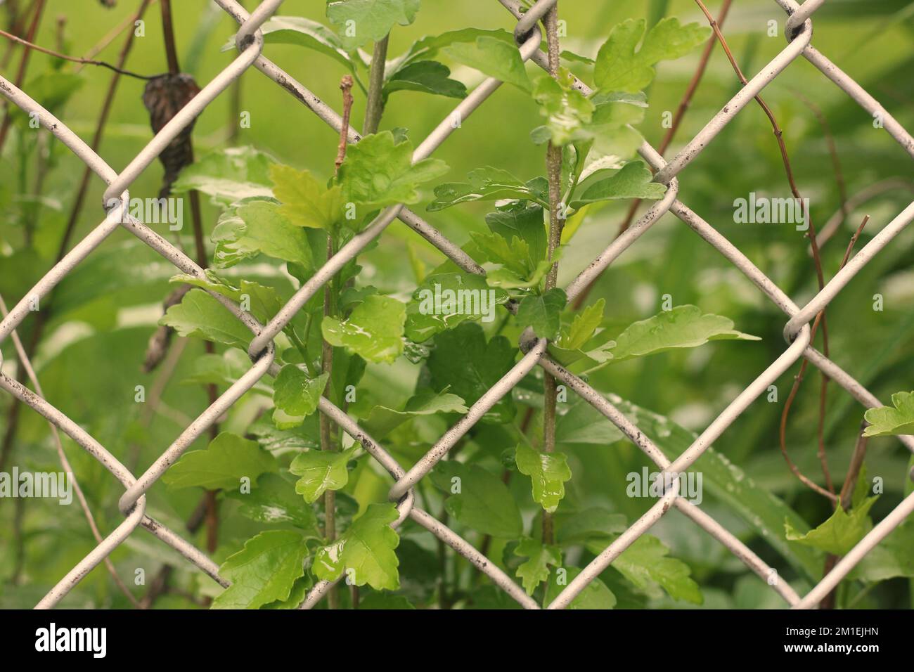 Plants growing chain link fence hi-res stock photography and images - Alamy