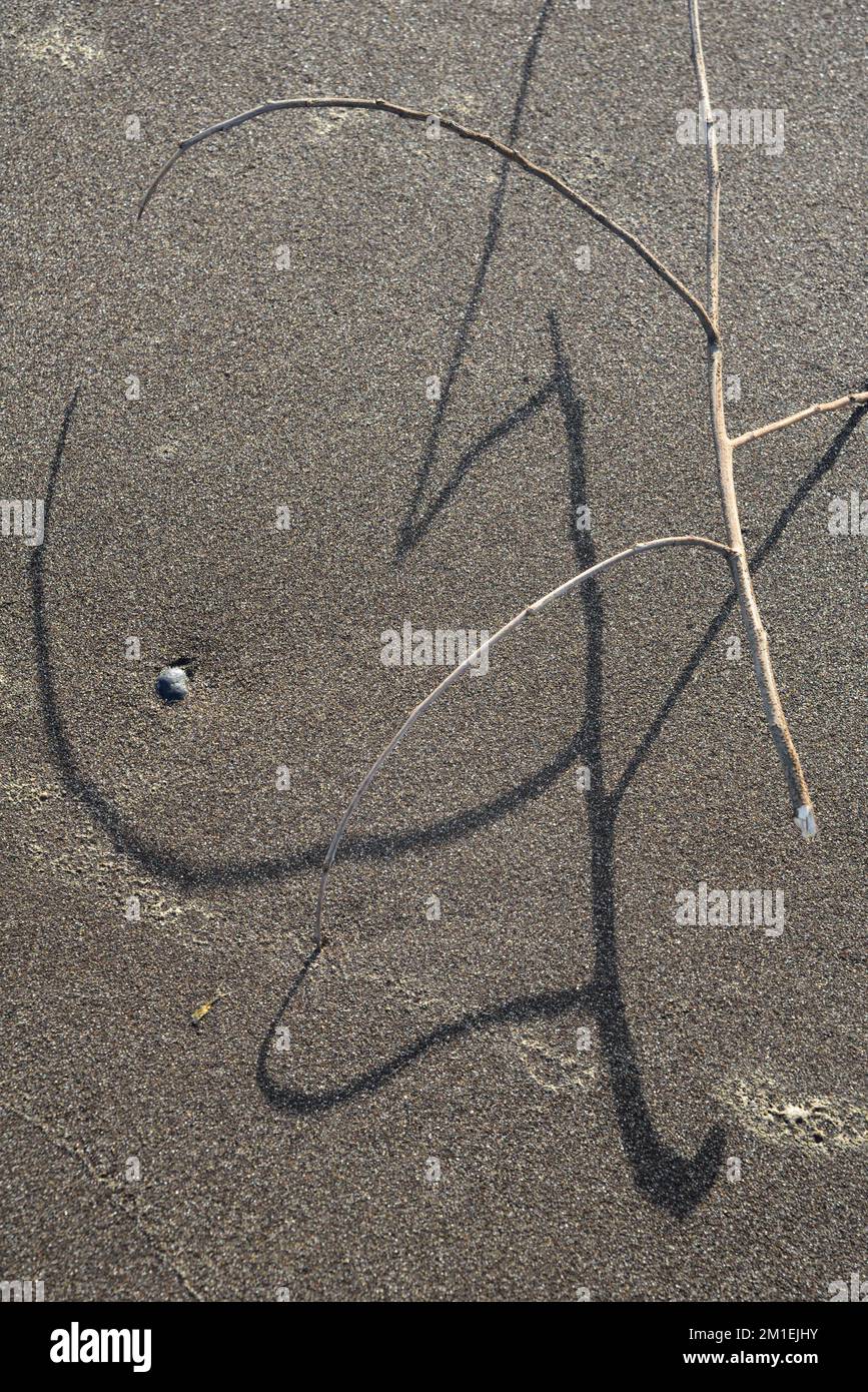Shadow of twig on sand, Survada beach, Valsad, Gujarat, India, Asia Stock Photo