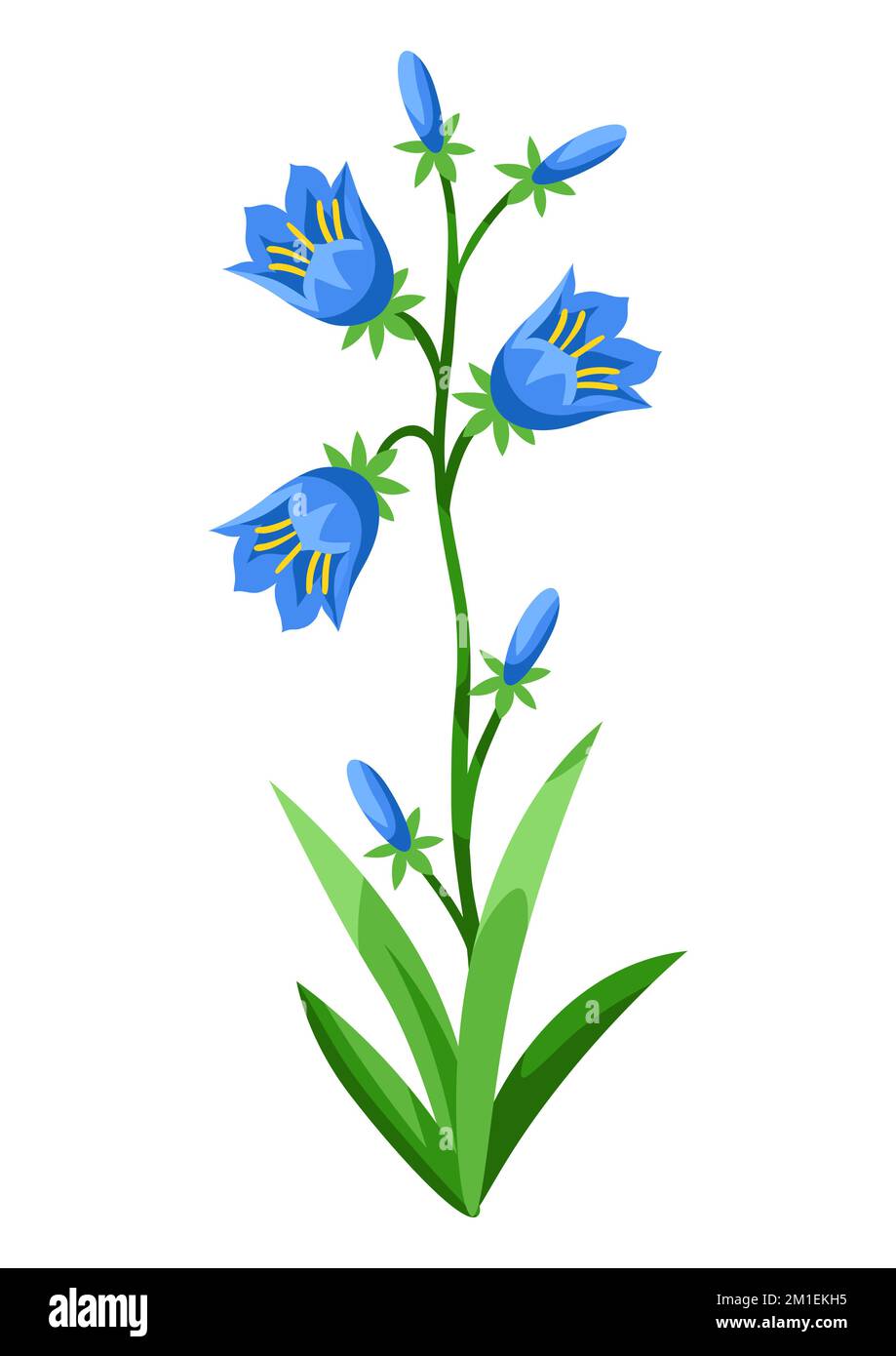 Illustration of bluebell flower. Beautiful decorative spring plant