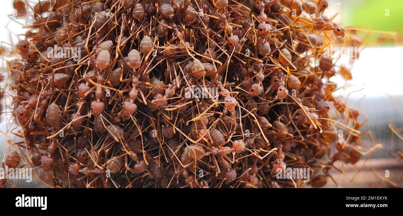Cluster of insects hi-res stock photography and images - Alamy
