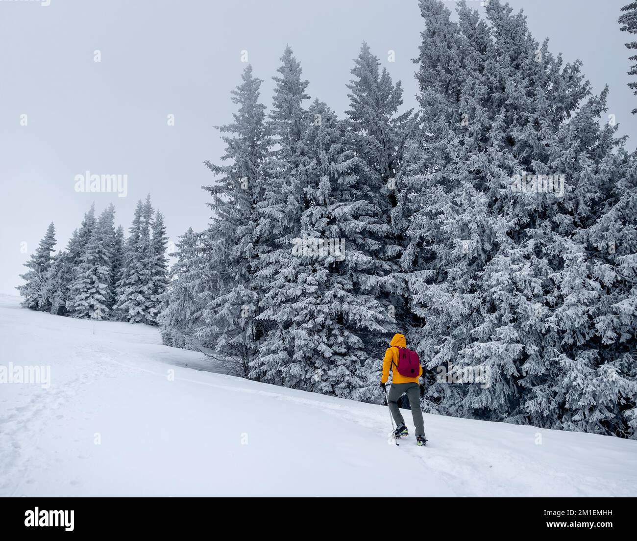 Lonely mountaineer dressed bright orange softshell jacket going up the snowy hill between spruces trees. Active people concept image on Velky Krivan, Stock Photo