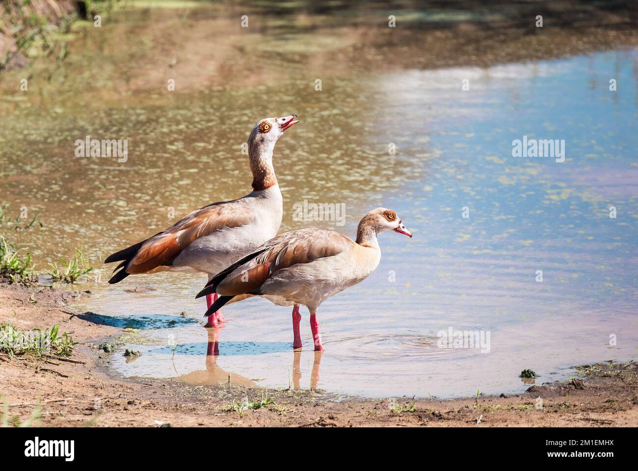 Egyptian goose cute couple birds on the Ngorongoro Conservation Area lake bank, Tanzania, Eastern Africa. Stock Photo