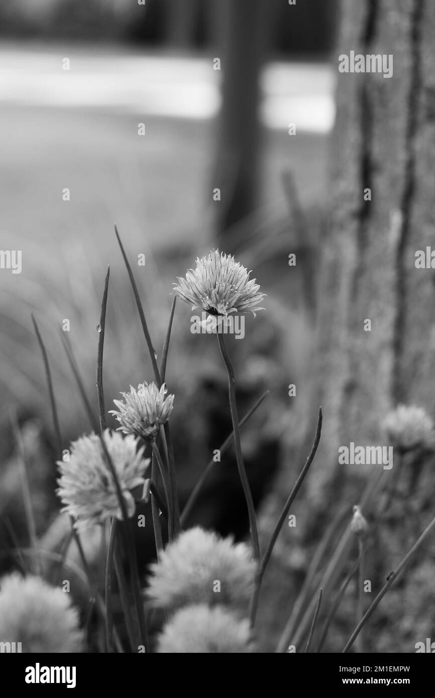 Fresh summer purple clovers and flowers growing in the meadow in a black and white monochrome. Stock Photo