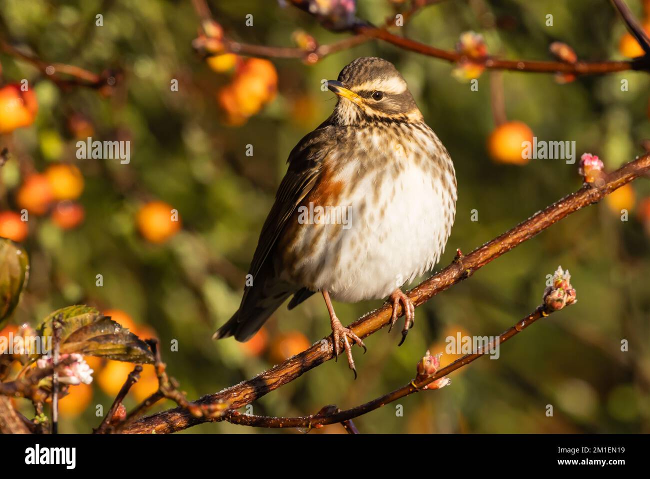 Redwing sunning itself on a winters day Stock Photo