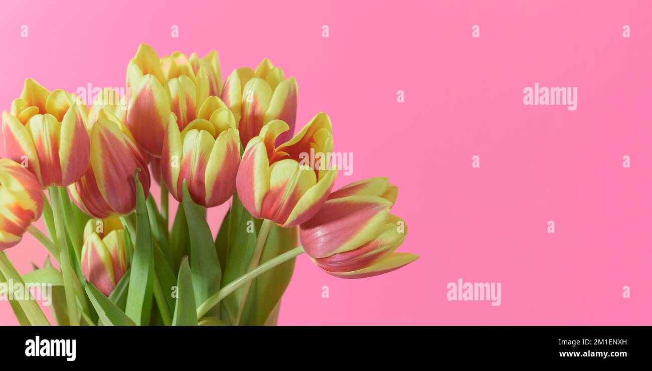 tulips yellow-red on a pink background. banner horizontal Stock Photo