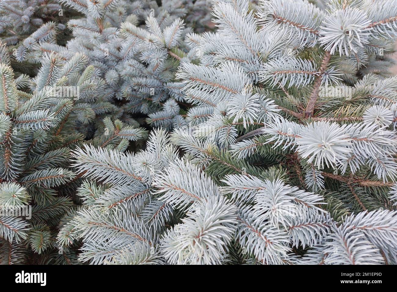 The tops of a blue spruce. View from above. Creative background for christmas Stock Photo