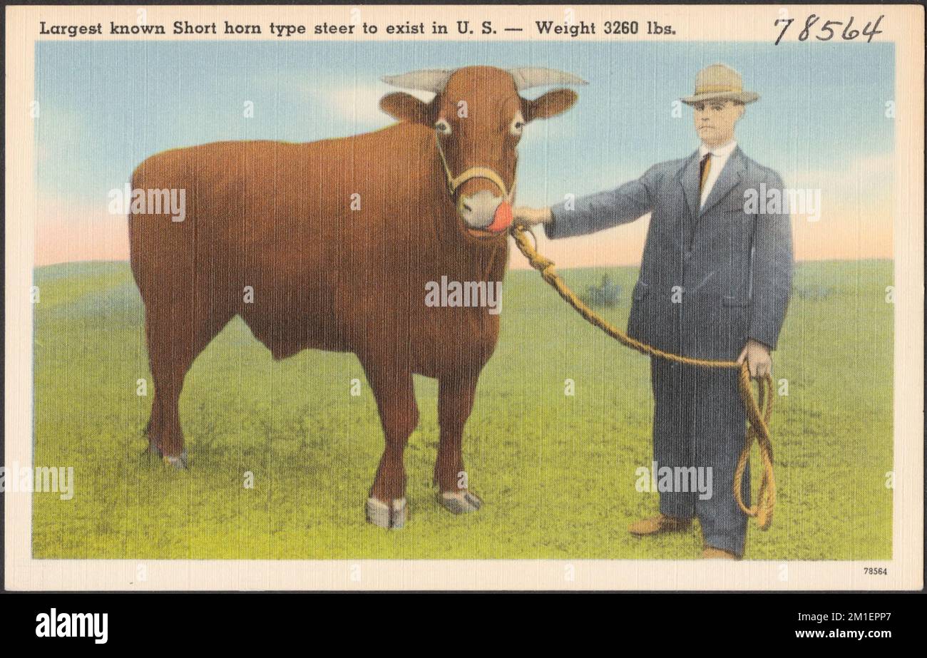 Largest known short horn type steer to exist in U. S. - weight 3260 lbs. , Cattle, Tichnor Brothers Collection, postcards of the United States Stock Photo
