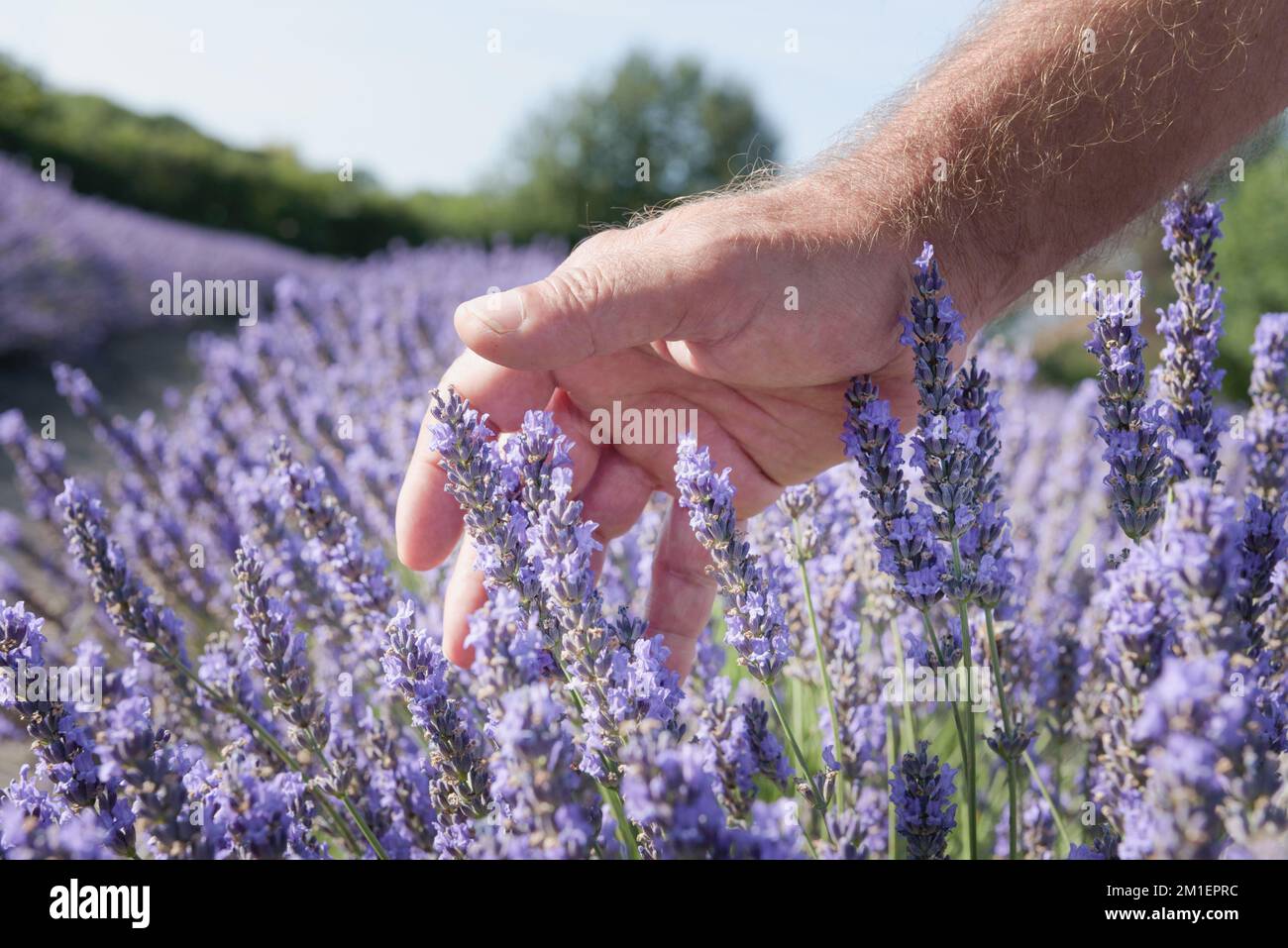 A male hand gliding tops of lavender aromatic plants in blossom close up. Purple fresh flowers field landscape in sunny day. blue sky background. Stock Photo