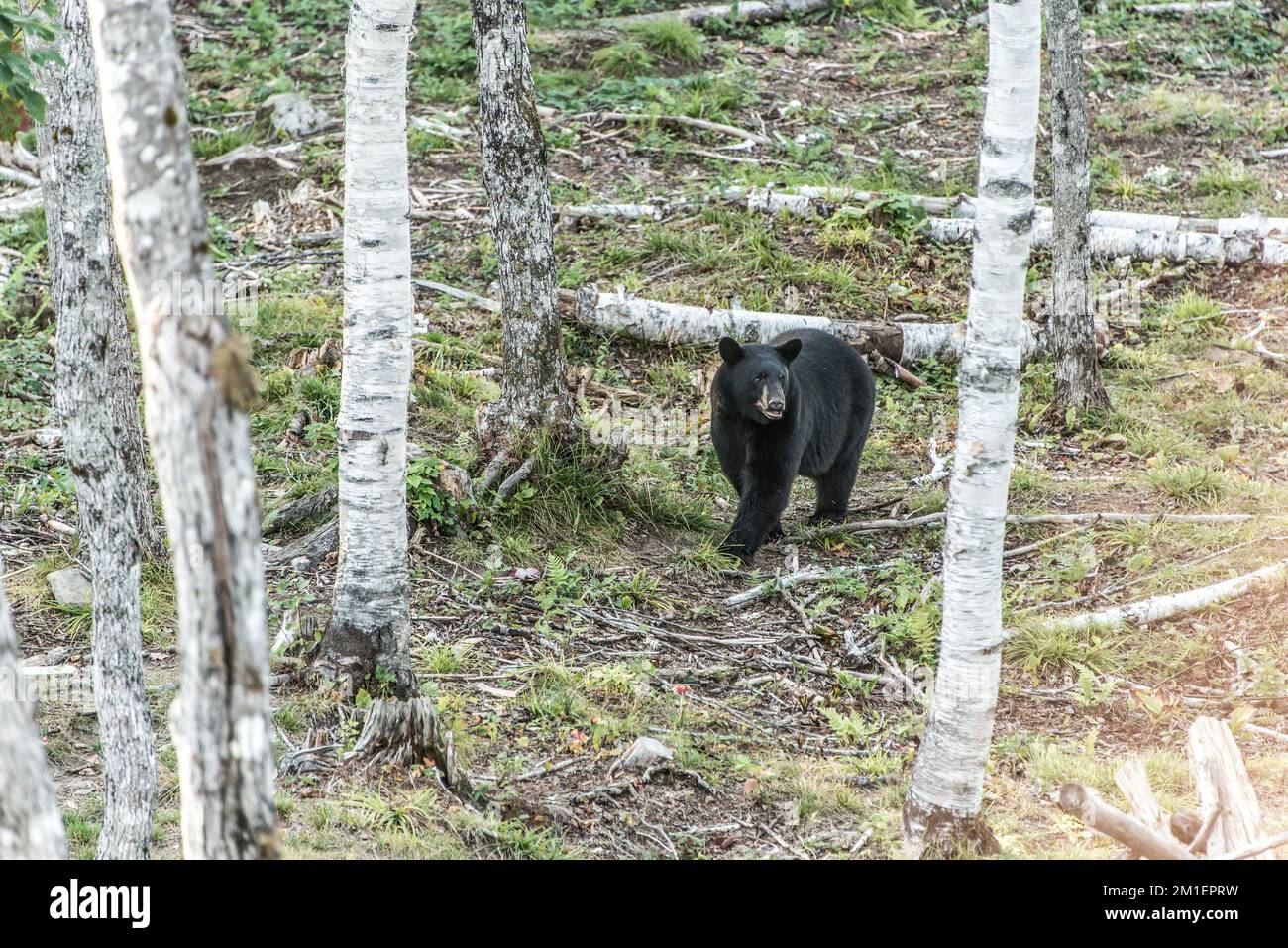 Wild Black Bear walks in forests of Acadieville National Park, New