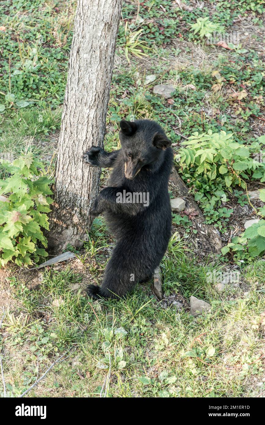 Wild Black Bear walks in forests of Acadieville National Park, New