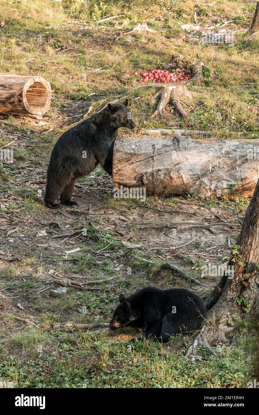 Black Bear mother and baby cub climbing in a tree top summer time