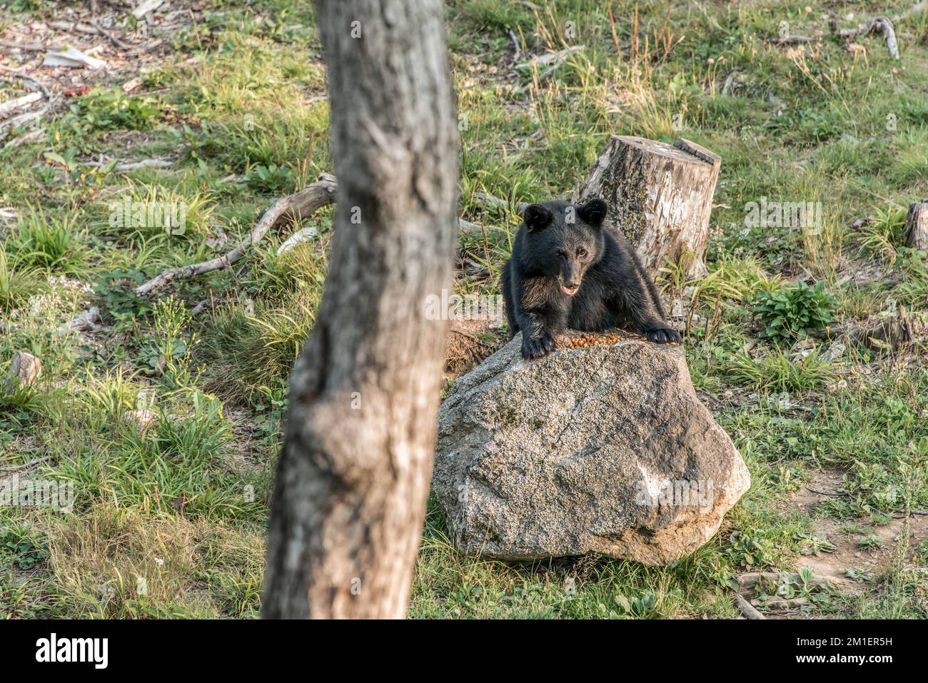Black Bear mother and baby cub climbing in a tree top summer time