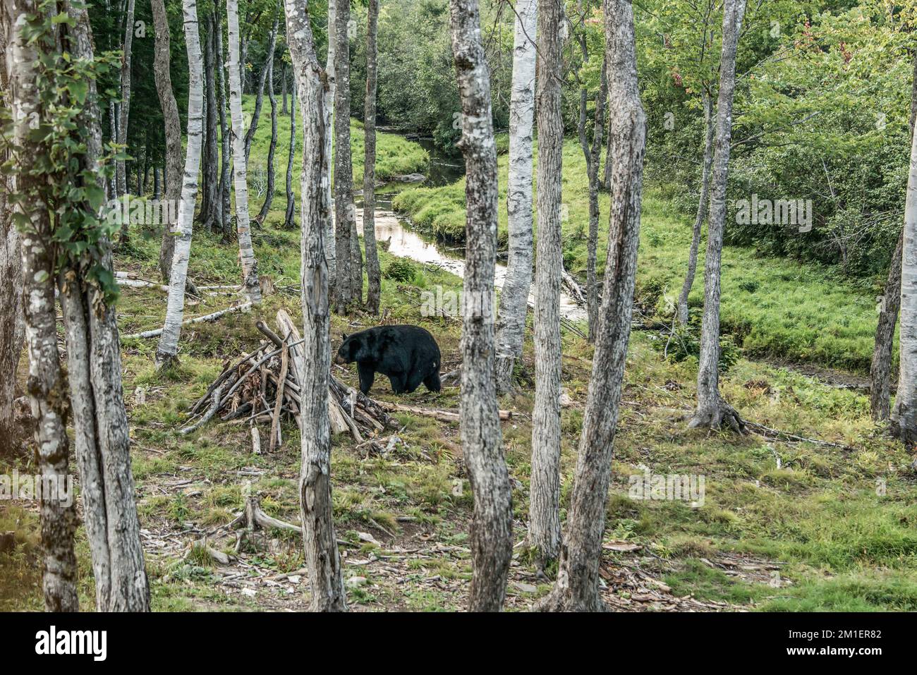 Wild Black Bear walks in forests of Acadieville National Park, New