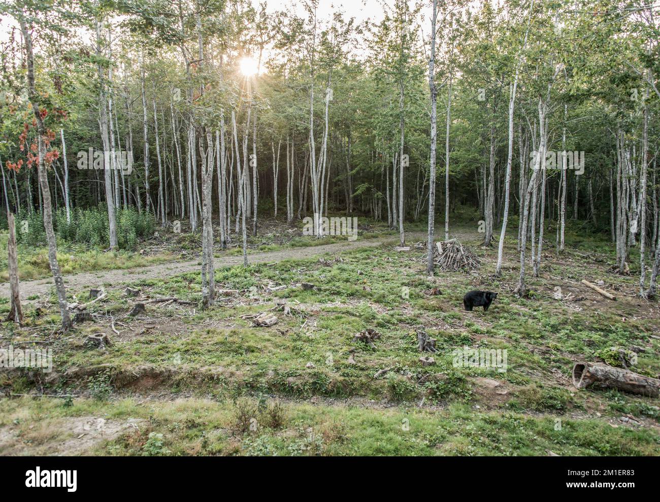 Wild Black Bear walks in forests of Acadieville National Park, New