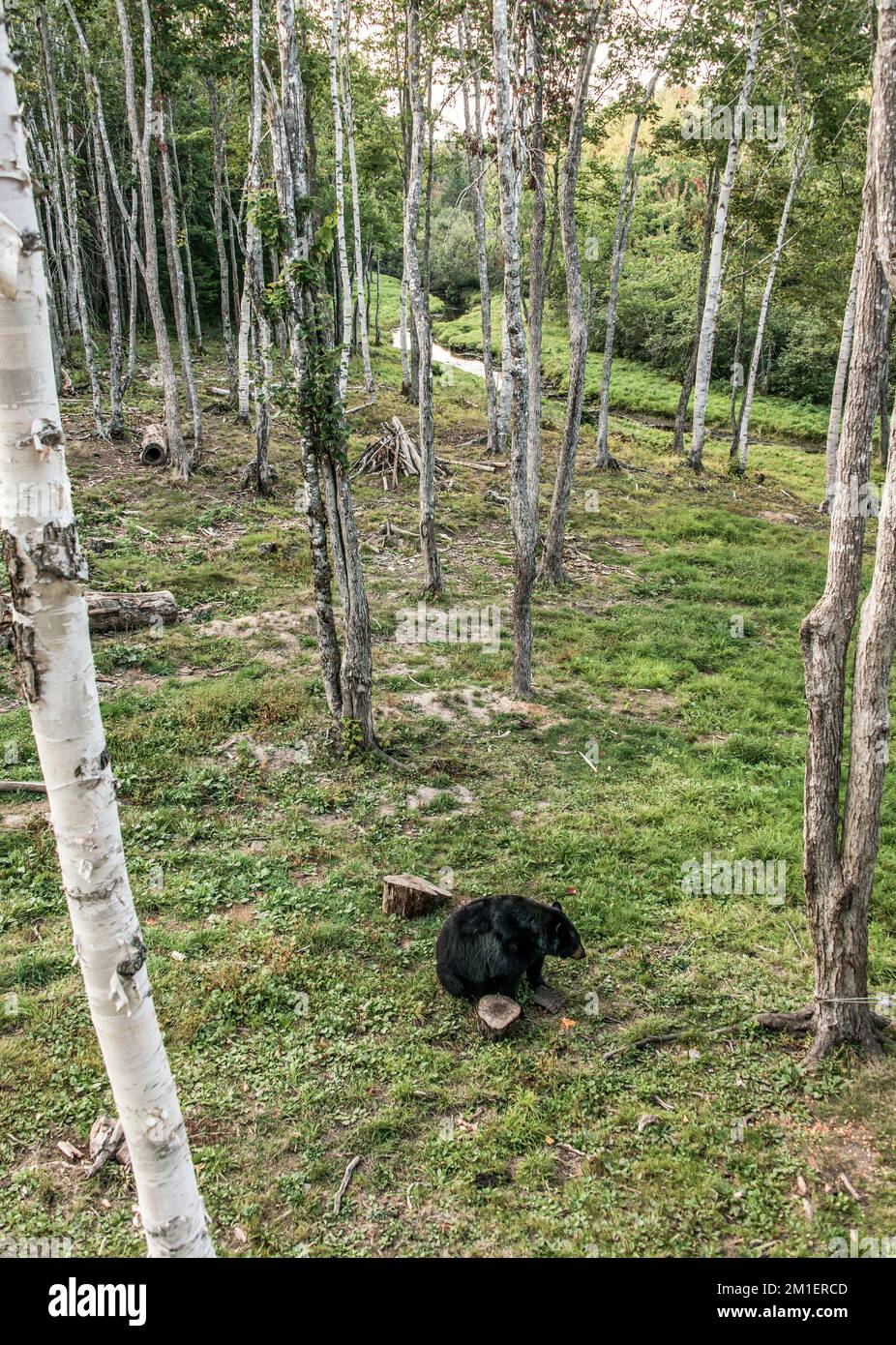 Wild Black Bear walks in forests of Acadieville National Park, New
