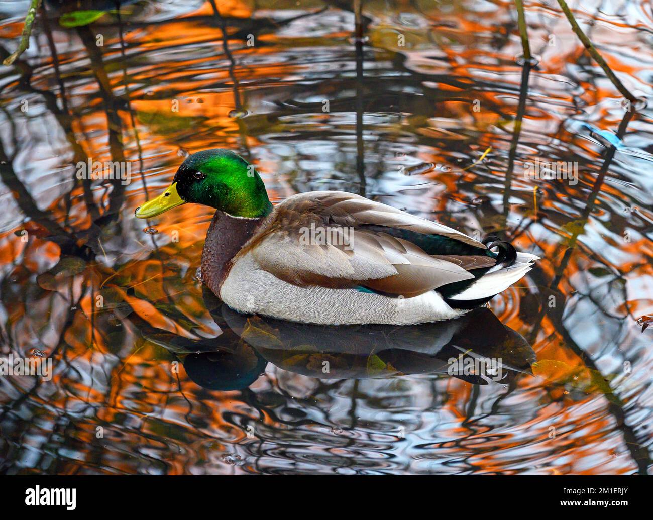 Reflections of duck hi-res stock photography and images - Alamy