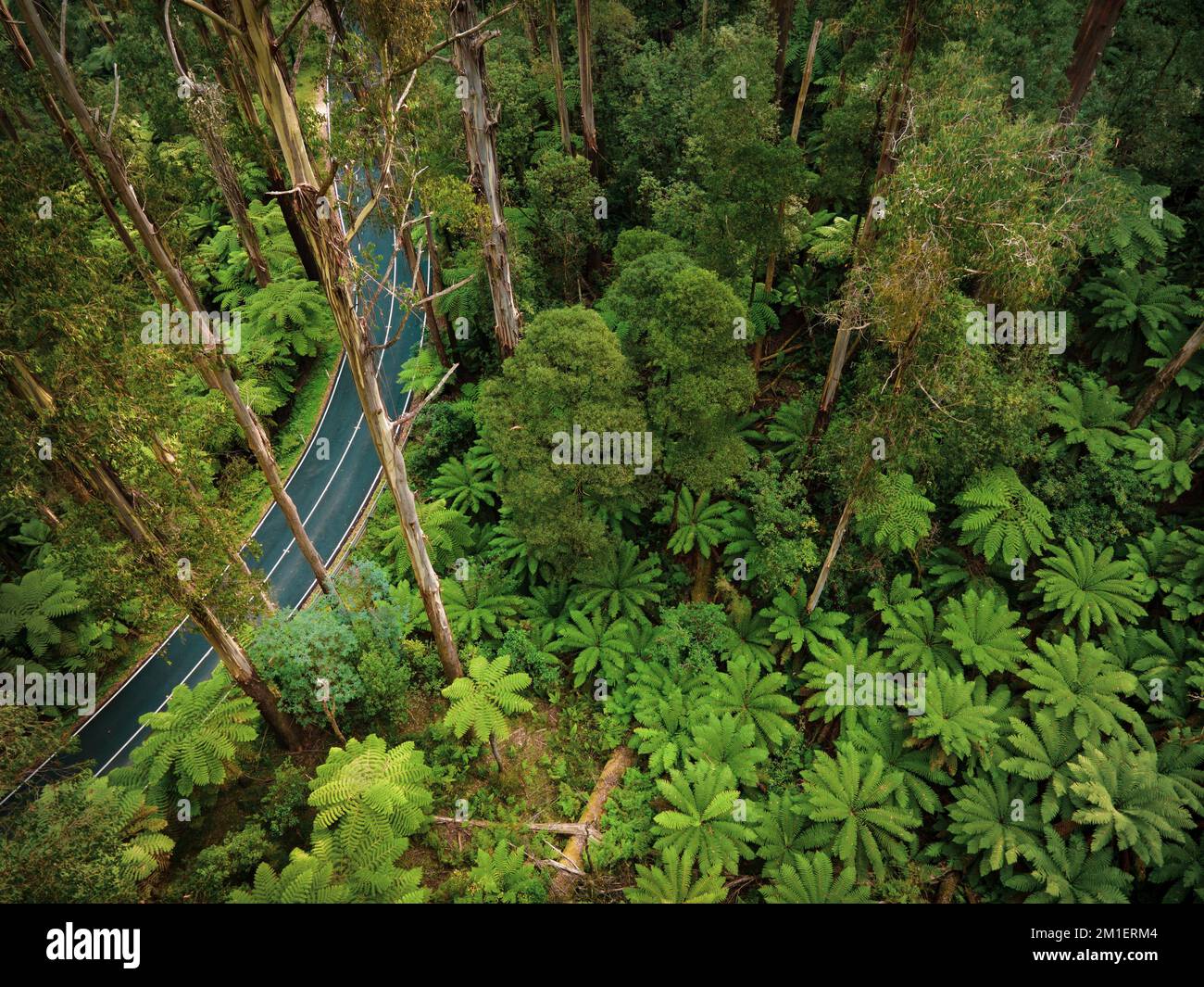 Aerial drone view of Black Spur Ash forest and road with tree ferns. Stock Photo