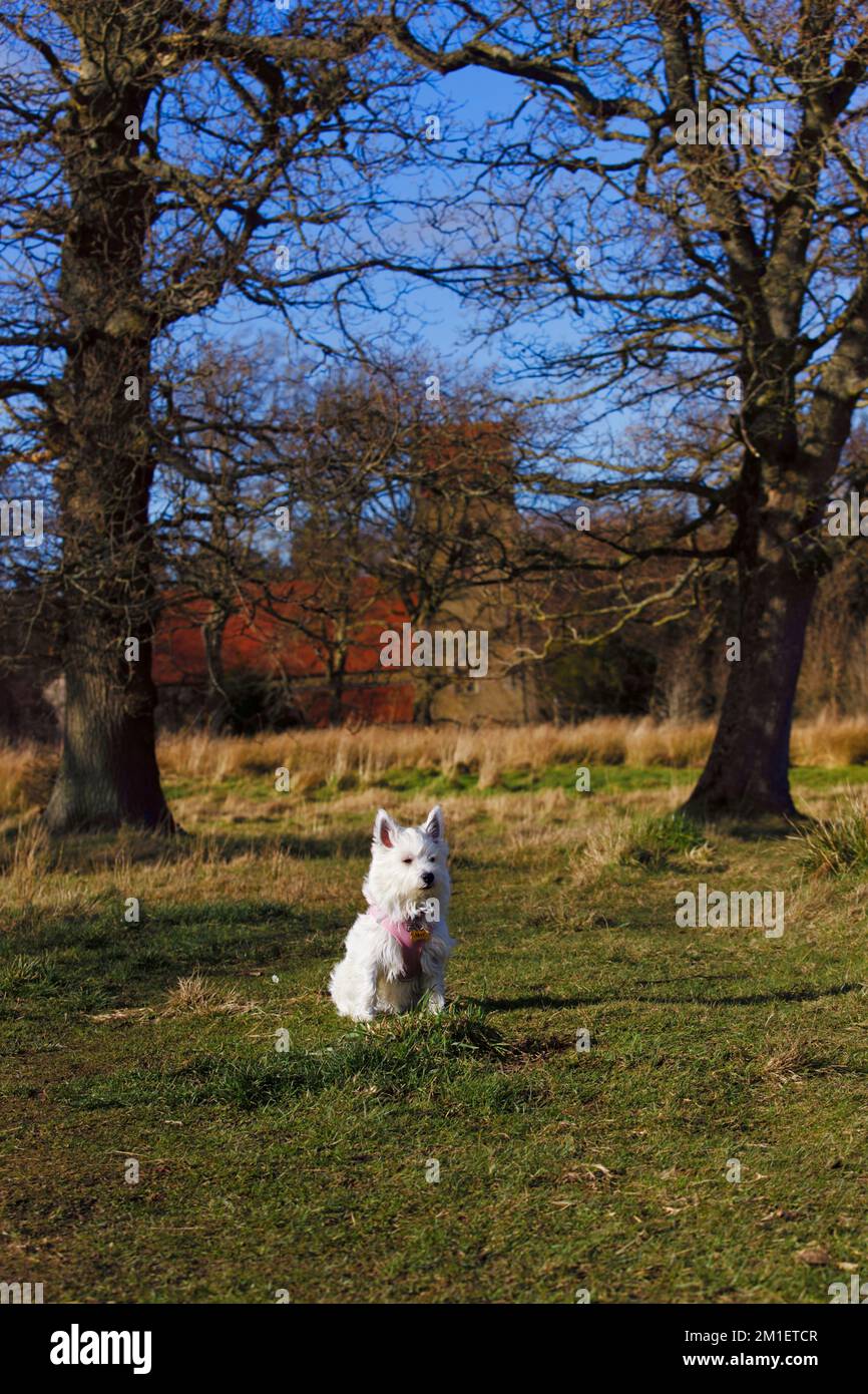A west highland white terrier dog sitting on the grass in a park Stock Photo