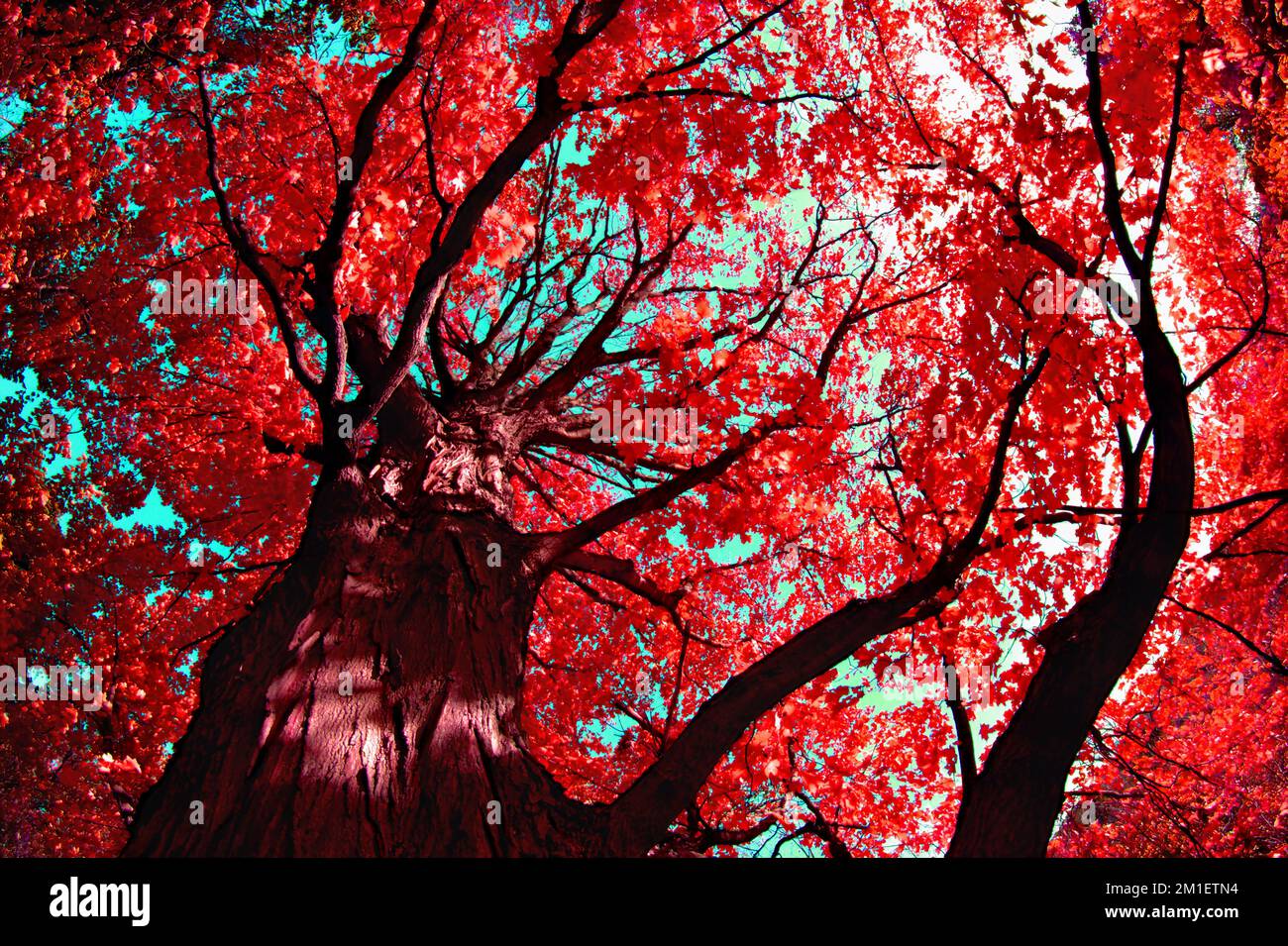 A low angle shot of a red maple tree with bright leaves against the ...