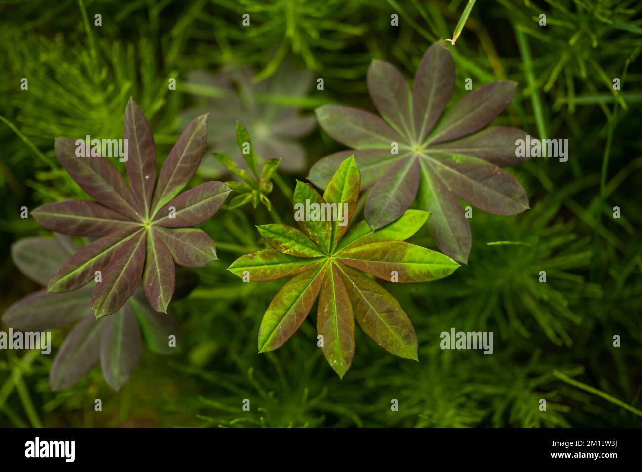 Varying colors hi-res stock photography and images - Alamy