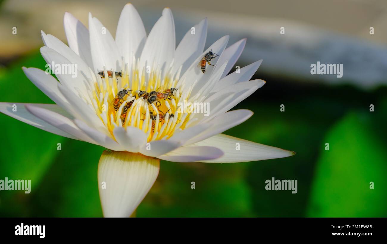 Water lily and bees Stock Photo - Alamy