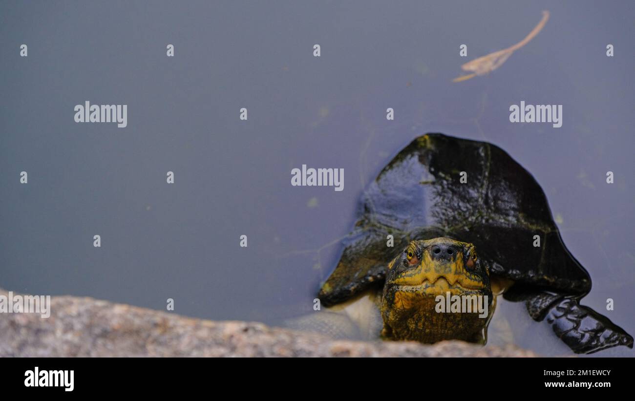 A turtle in a pond Stock Photo