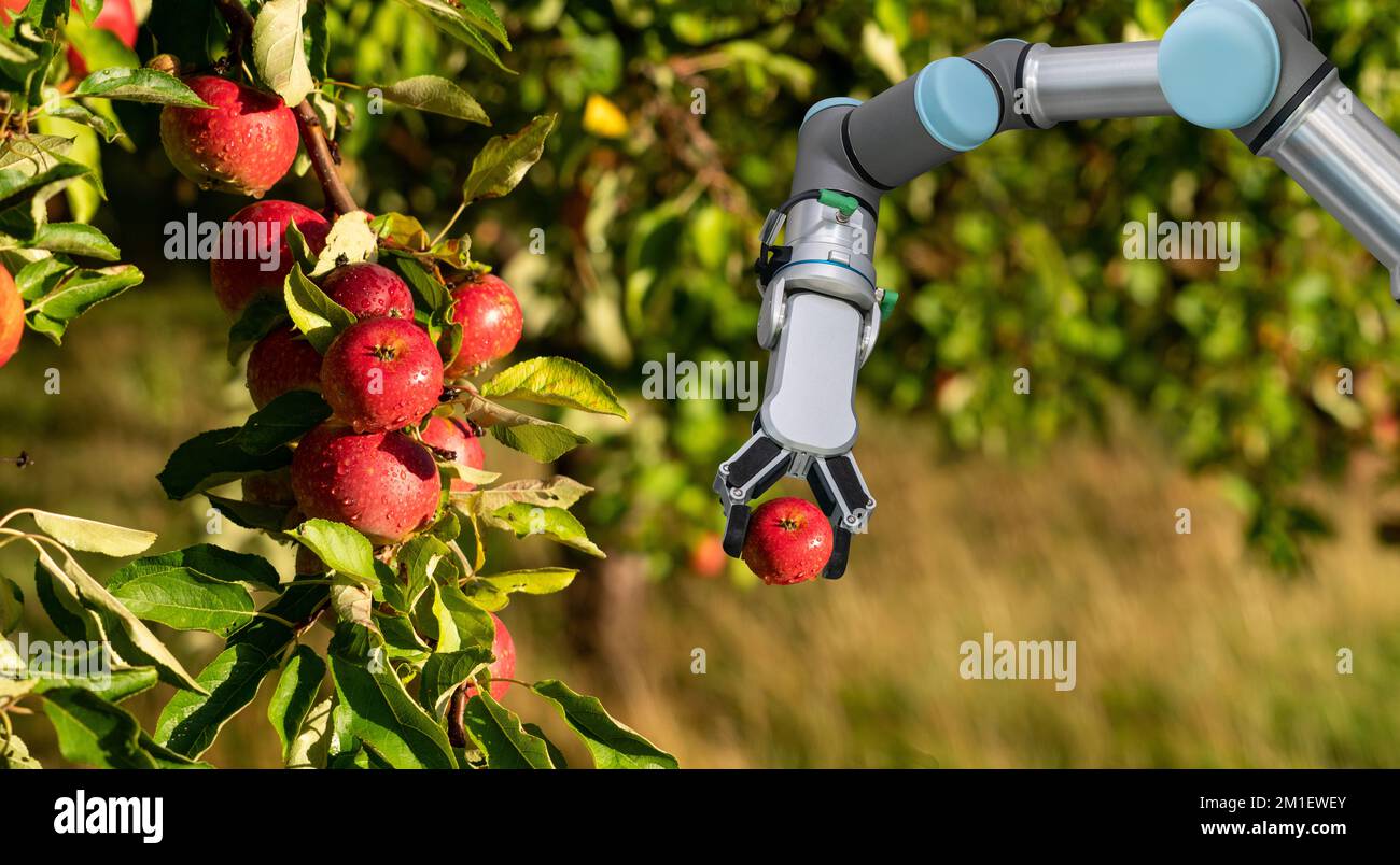 Robot arm is working in the smart farm. Digital transformation of farming. Stock Photo