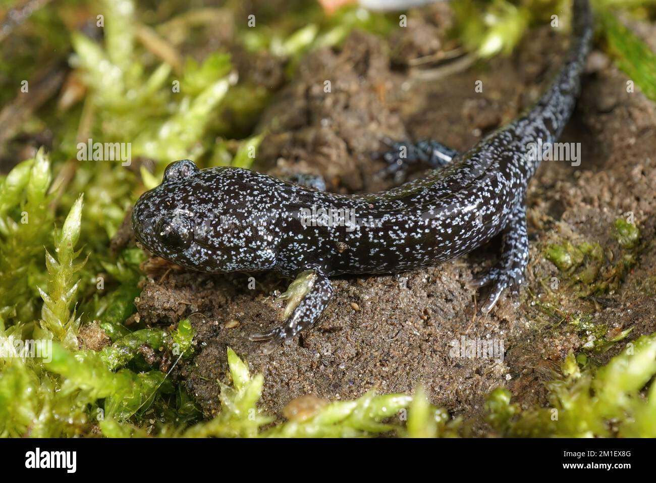 Close up on a colorful juvenile Asian Northeast Salamander, Hynobius lichenatus sitting in the grass Stock Photo