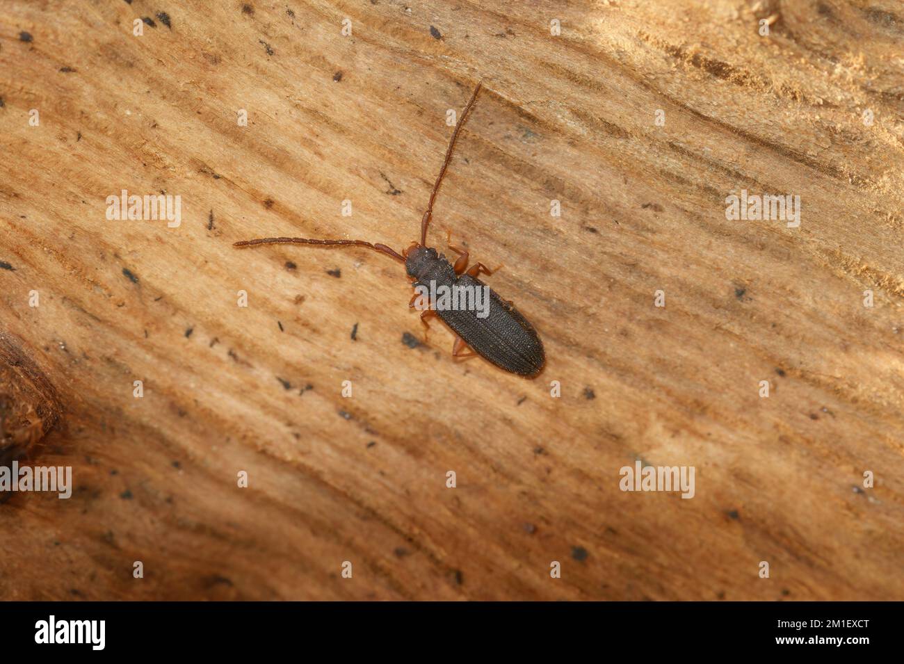 Natural closeup on a silvanid flat bark beetles, Uleiota planata, on a piece of wood Stock Photo