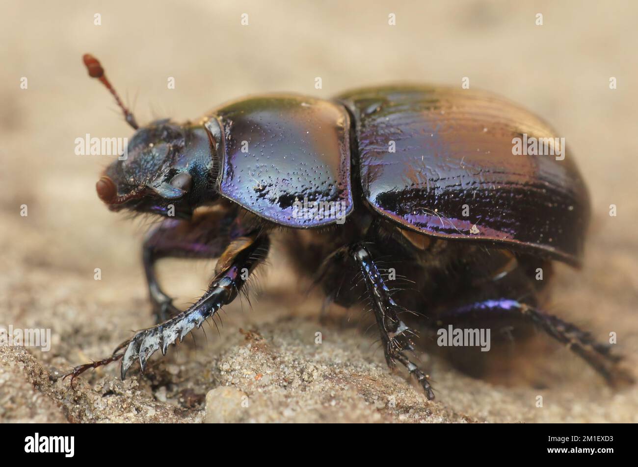 Natural closeup on a robust looking Dor or earth-boring dung beetle ...