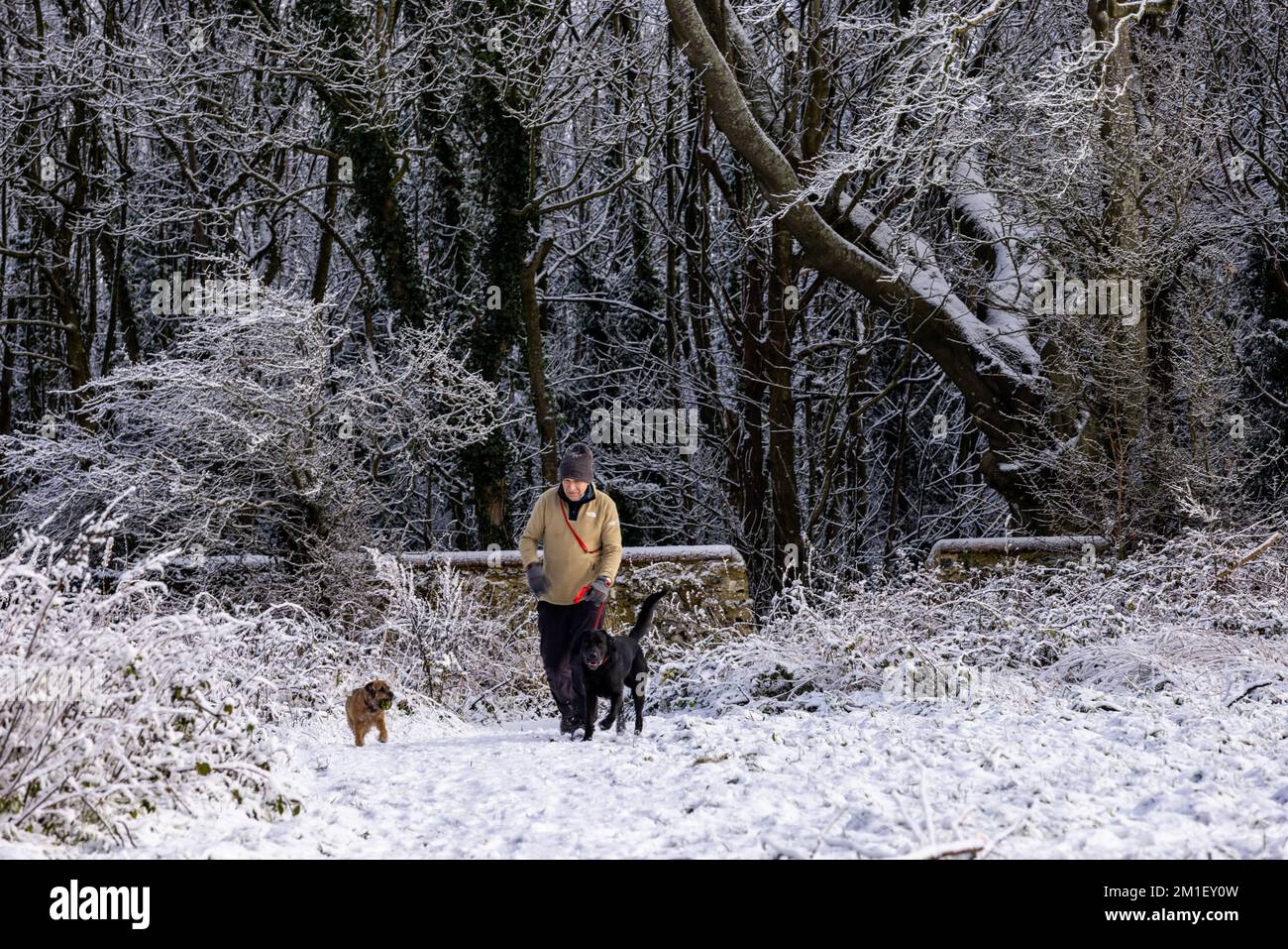 Brighton, UK. 12th Dec, 2022. Dog walker at nearby woods in Falmer during recent snow, Sussex. Credit: Steven Paston/Alamy Live News Credit: steven paston/Alamy Live News Stock Photo