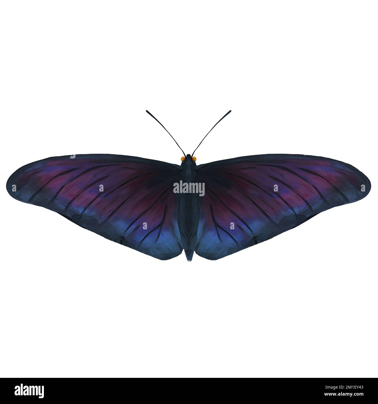 Midnight Moth Insect Variation 2 Digital Art By Winters860 Isolated, Background Stock Photo