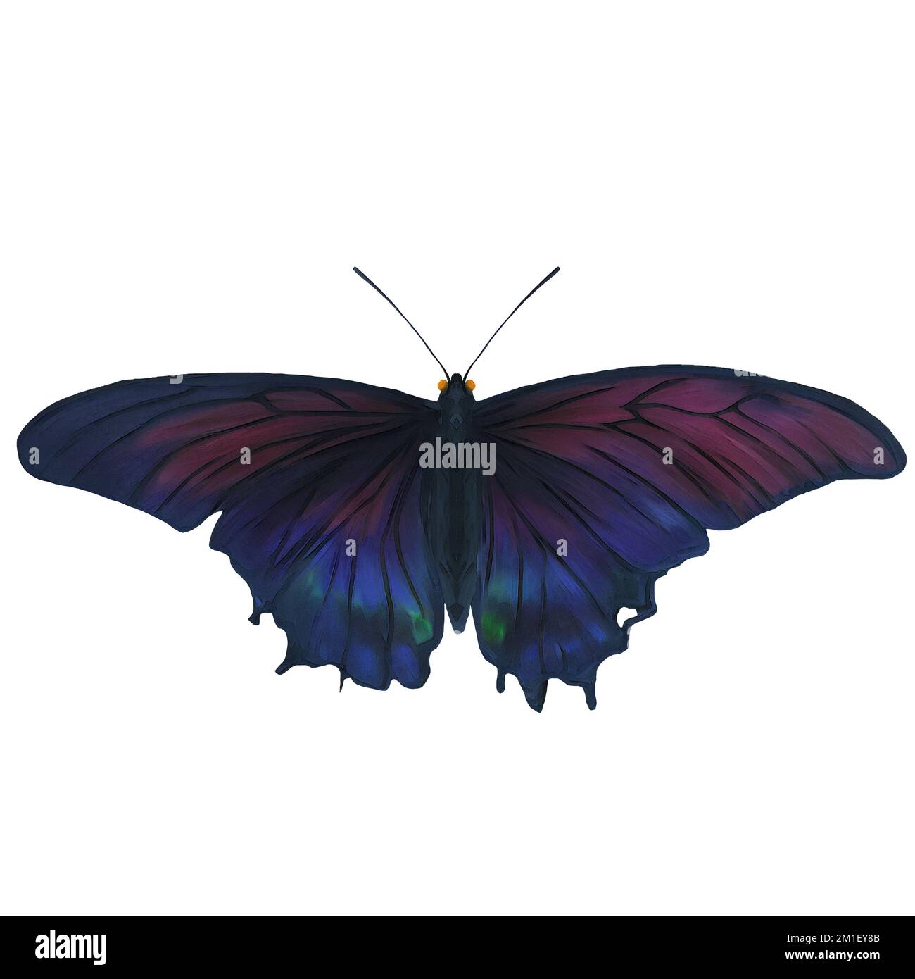 Midnight Moth Insect Variation 1 Digital Art By Winters860 Isolated, Background Stock Photo