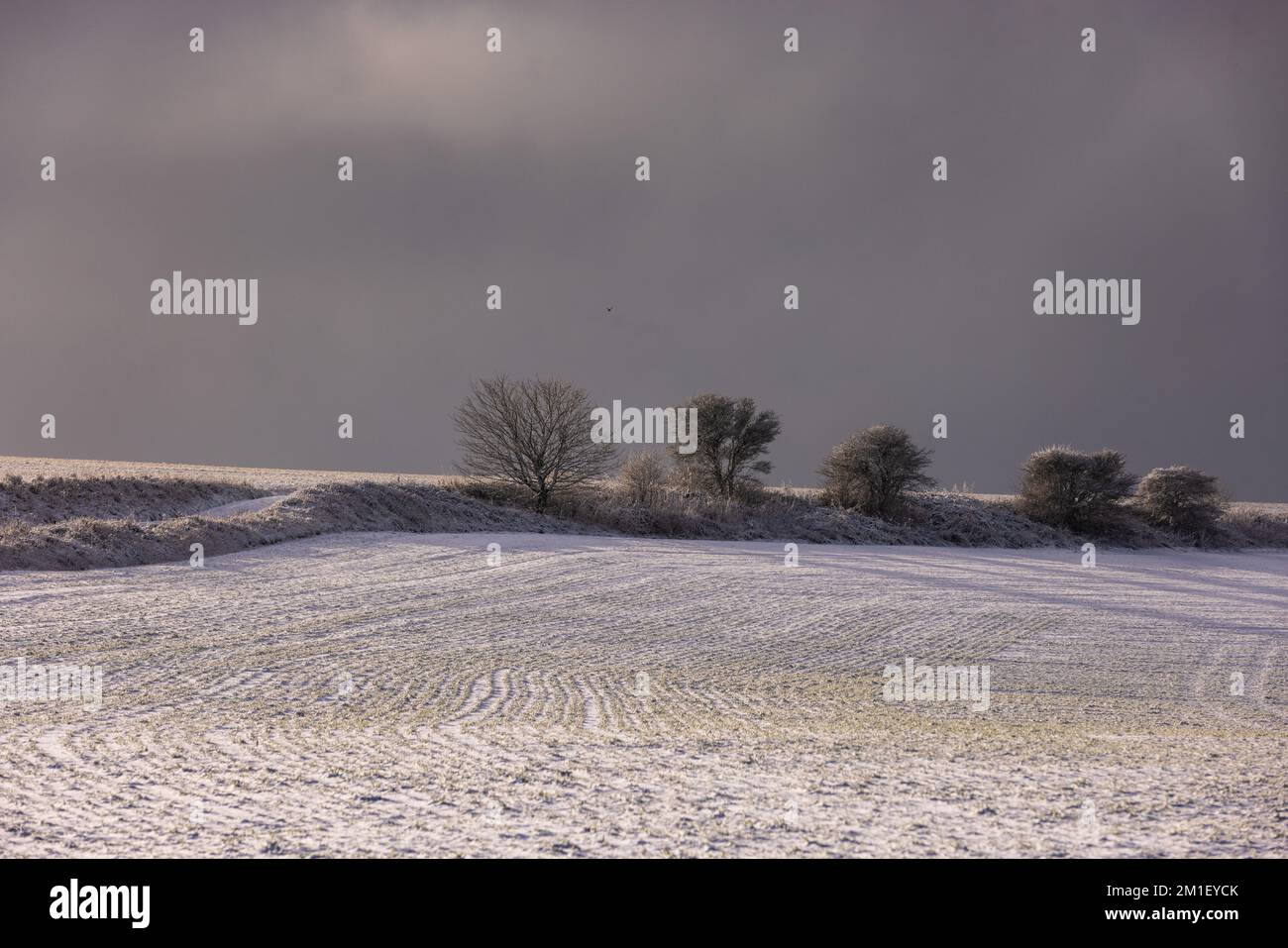Brighton, UK. 12th Dec, 2022. The view of snow cover trees on South Downs in Falmer, Sussex. Credit: Steven Paston/Alamy Live News Credit: steven paston/Alamy Live News Stock Photo