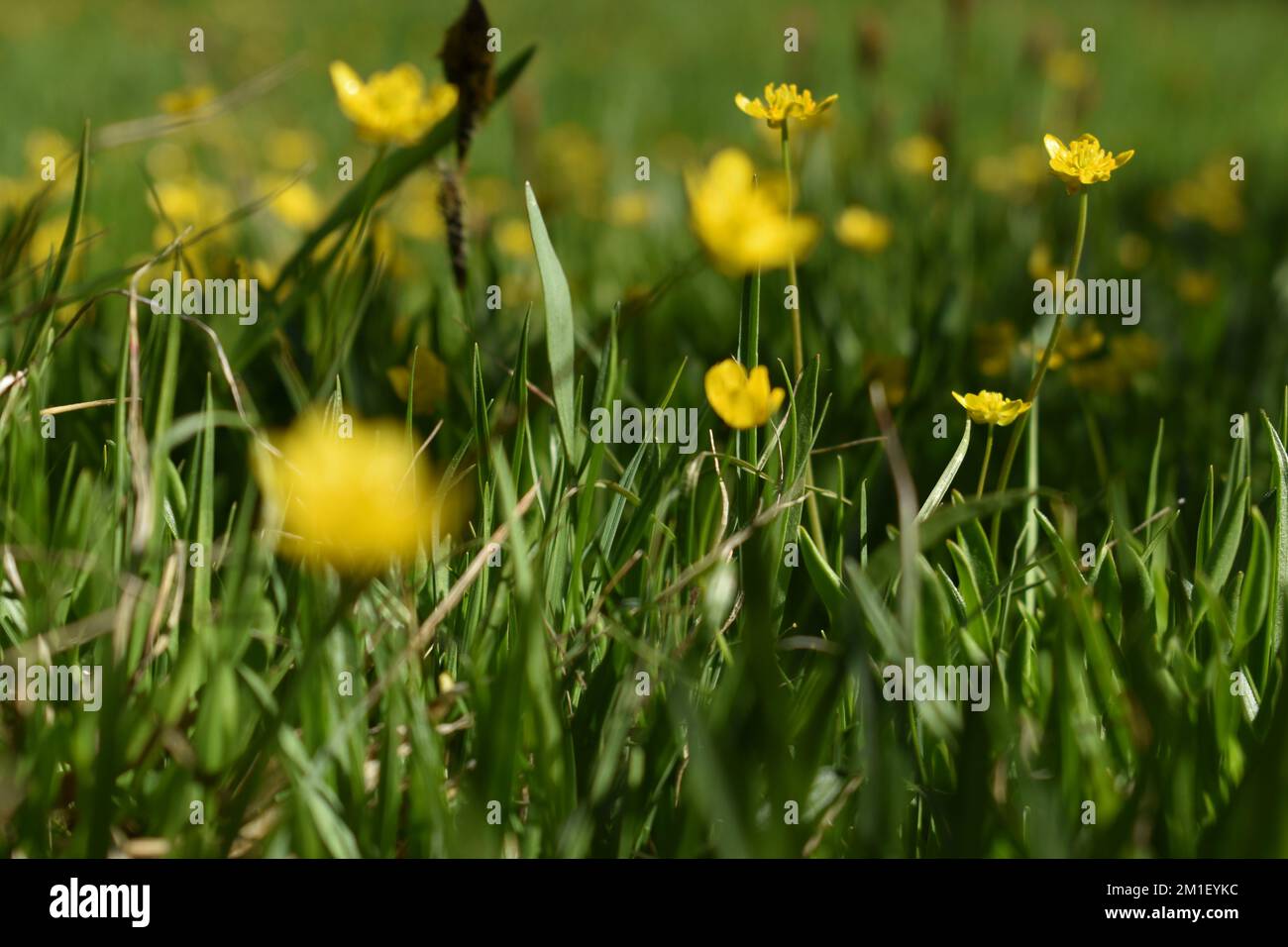 Flowers in a field of grass Stock Photo