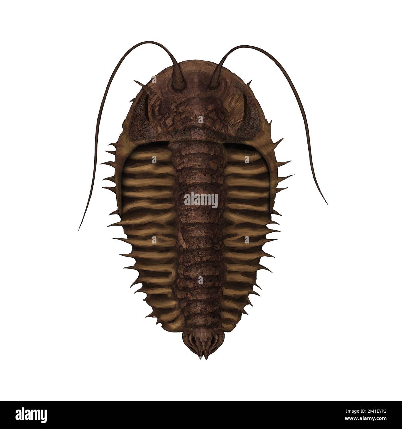 Devonian Trilobite Variant 3 Extinct Arthropod Digital Art By Winters860 Stock Photo