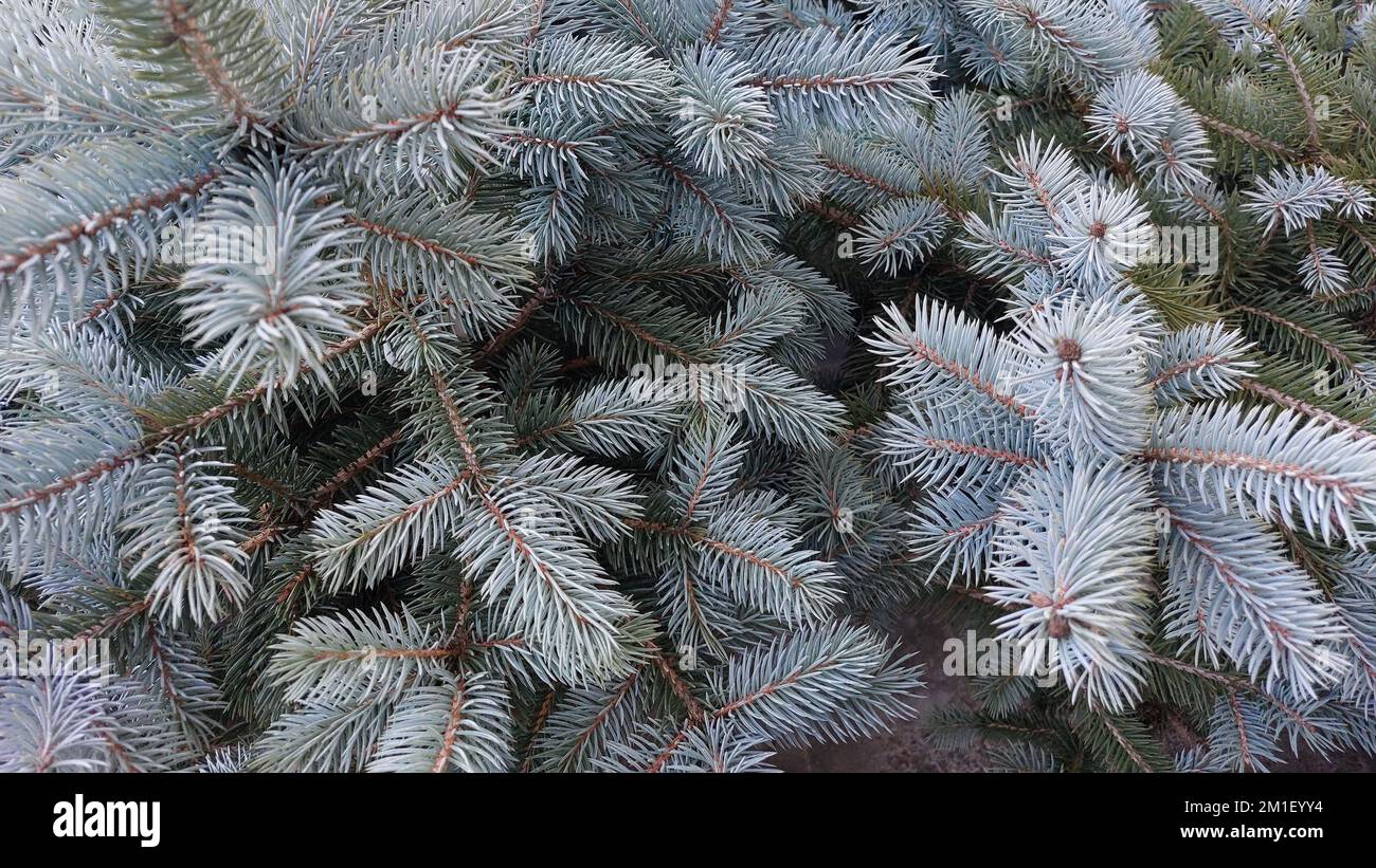 А fragment of the tops of a blue spruce. View from above. Creative background for christmas Stock Photo