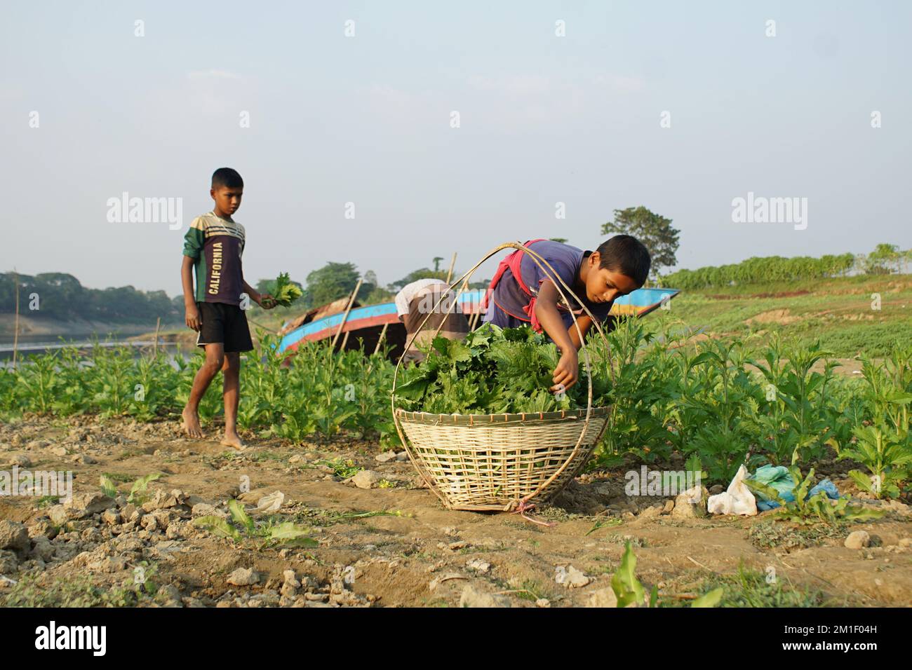 Sylhet, Sylhet, Bangladesh. 12th Dec, 2022. A boy collects local Lai Xaak vegetables grown on the banks of Surma river in sylhet (Credit Image: © Md Akbar Ali/ZUMA Press Wire) Stock Photo
