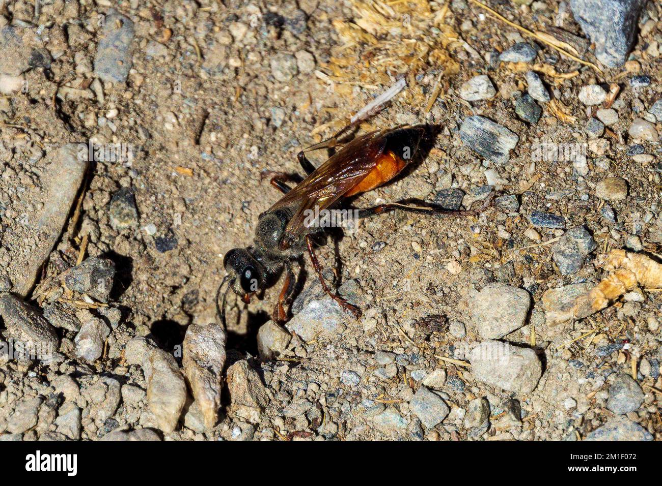 Sphex funerarius, Golden Digger Wasp Stock Photo