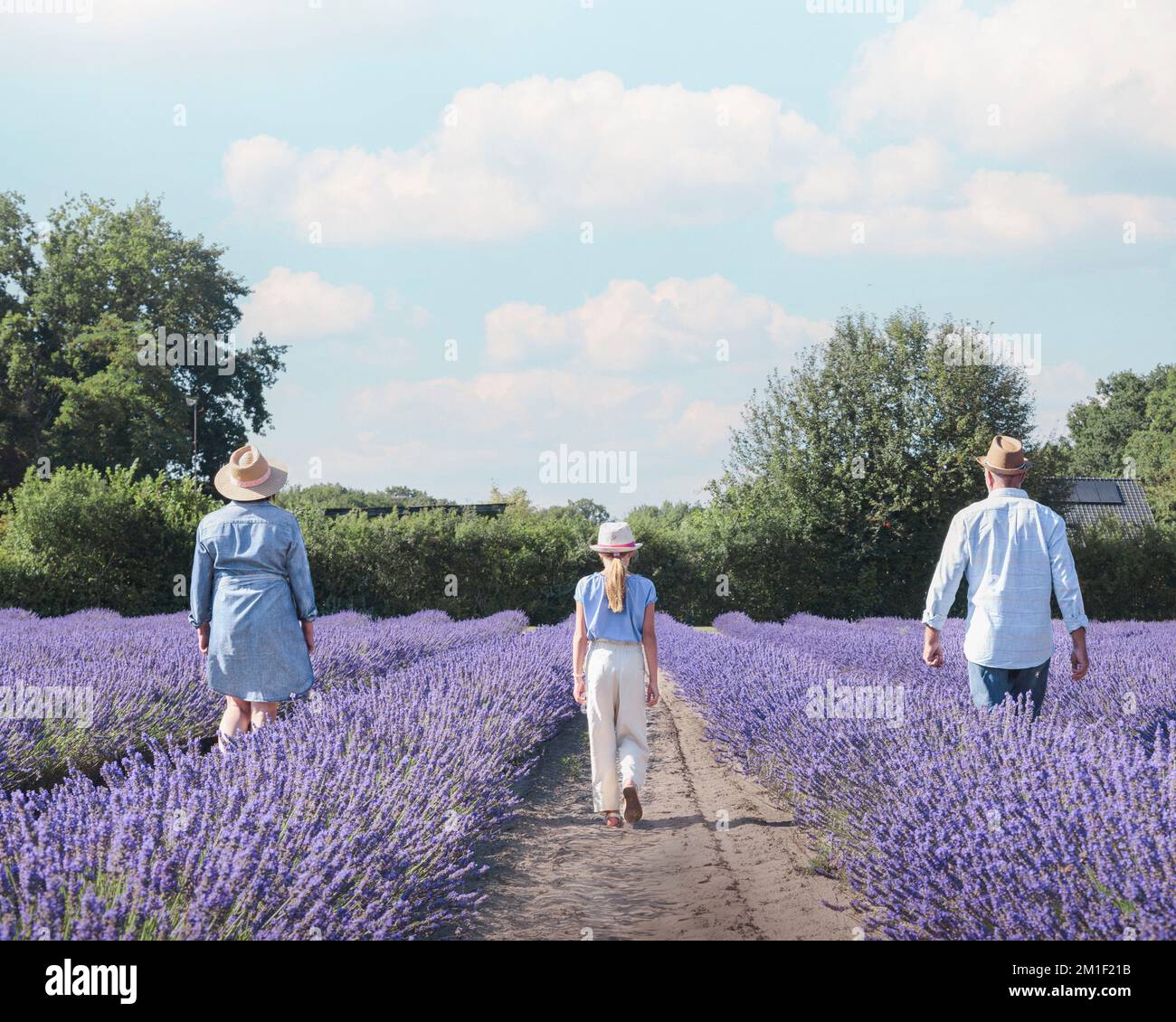 Walking through a lavender field in bloom. Man woman and girl going along fresh aromatic plantation beds in sunny day perspective. Blue sky natural ba Stock Photo