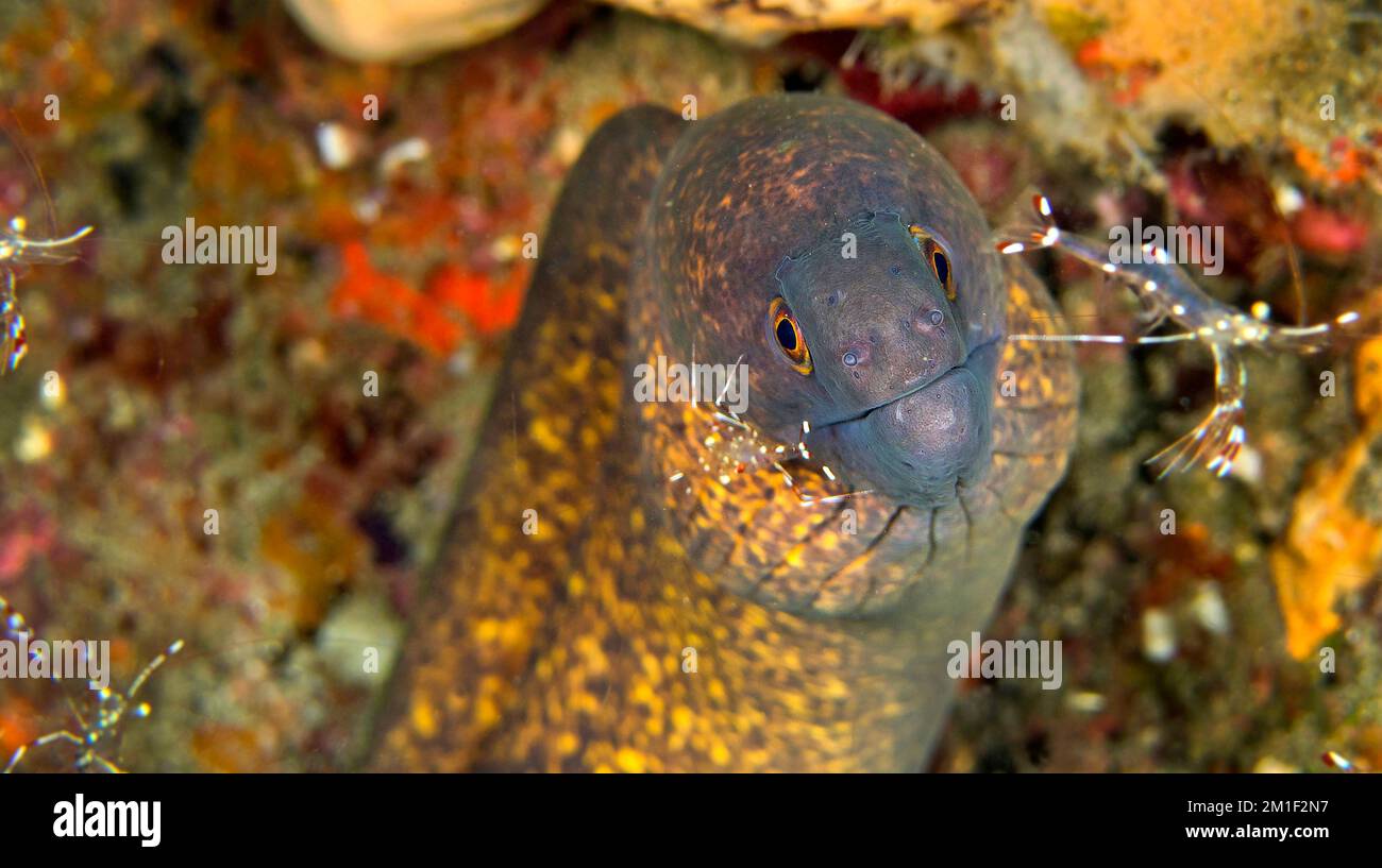 Giant Moray with Cleaner Shrimp, Moray Eel, Gymnothorax javanicus