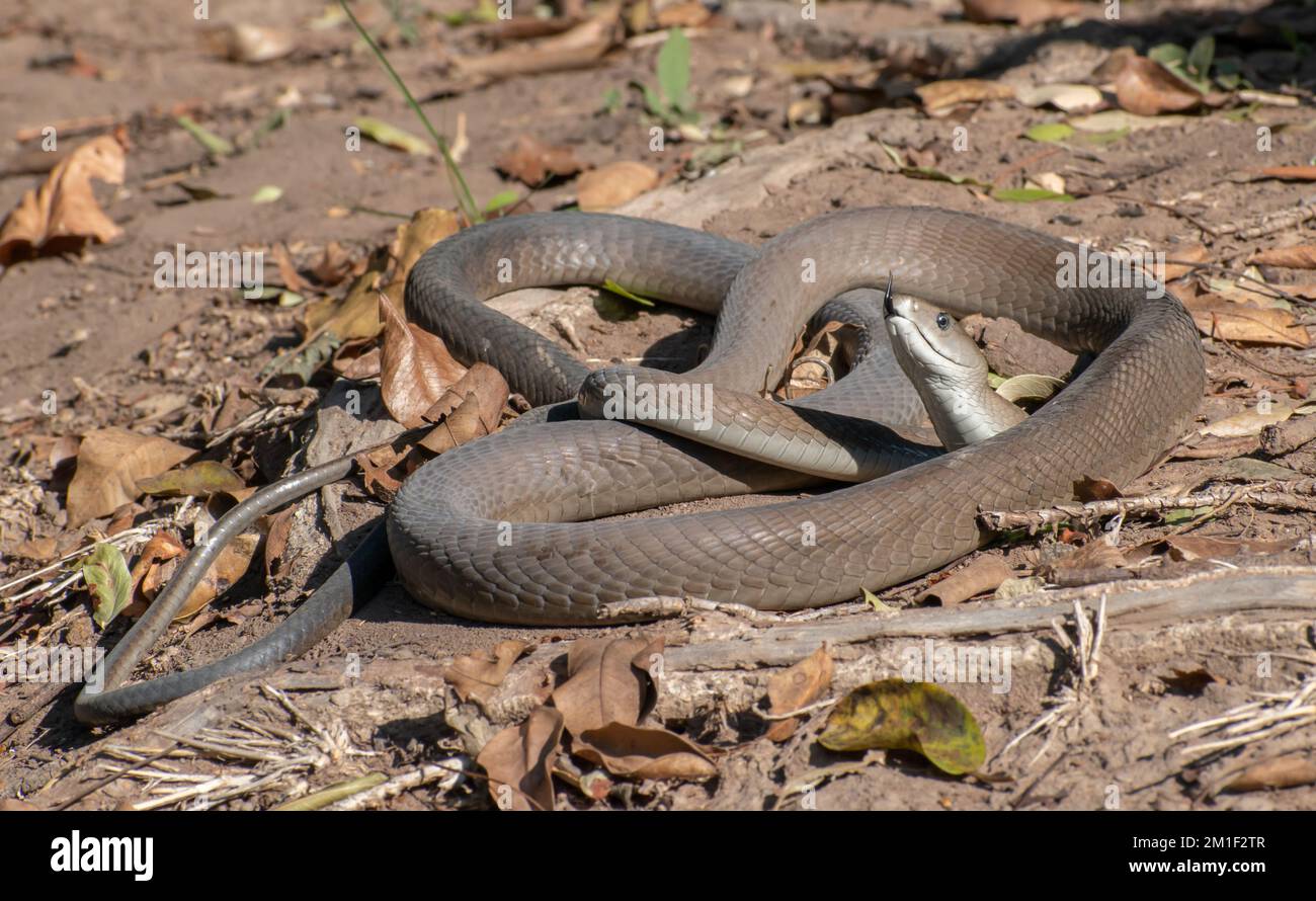 Beautiful Black mamba (Dendroaspis polylepis Stock Photo - Alamy