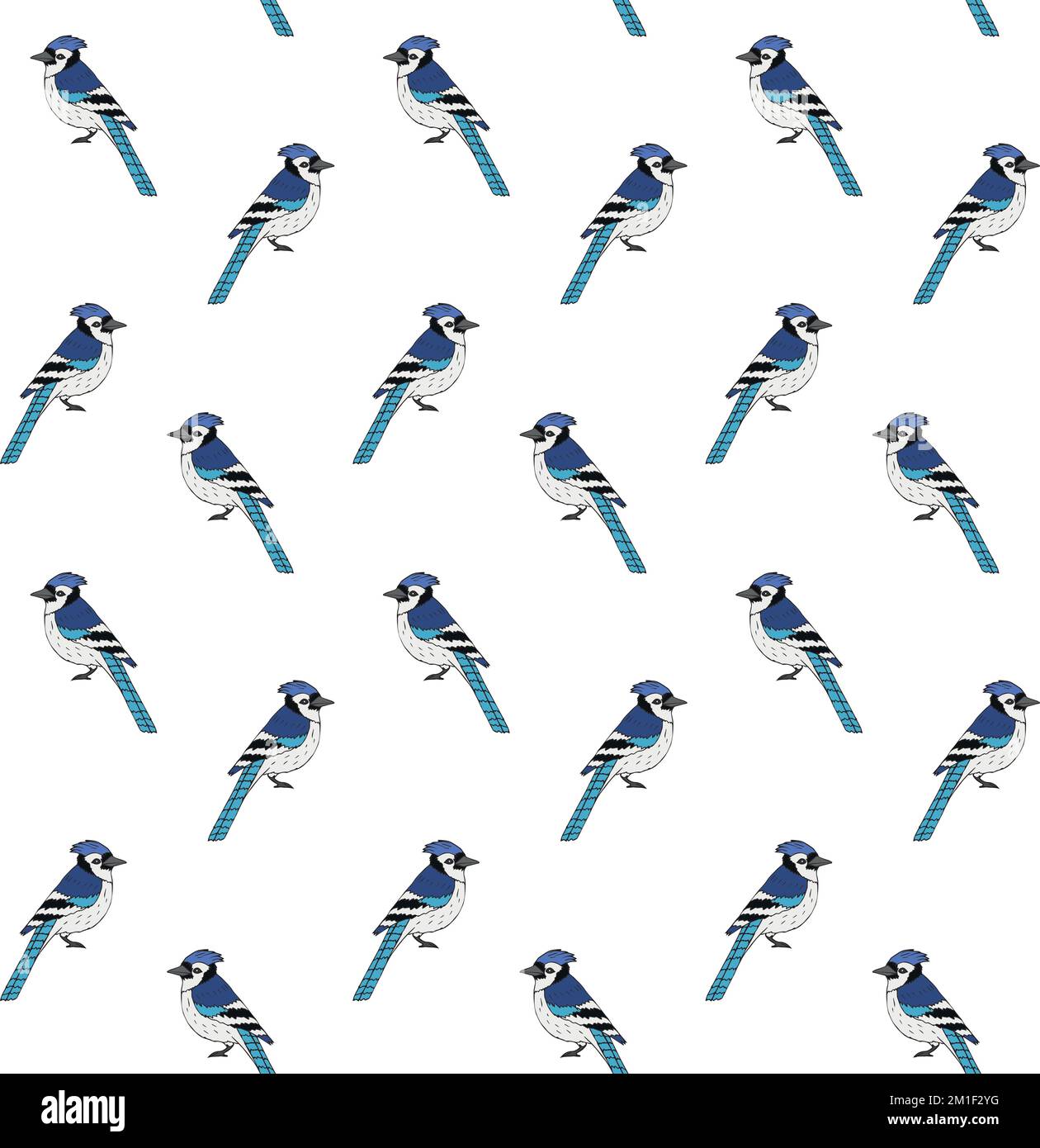 Vector seamless pattern of hand drawn doodle sketch colored blue jay